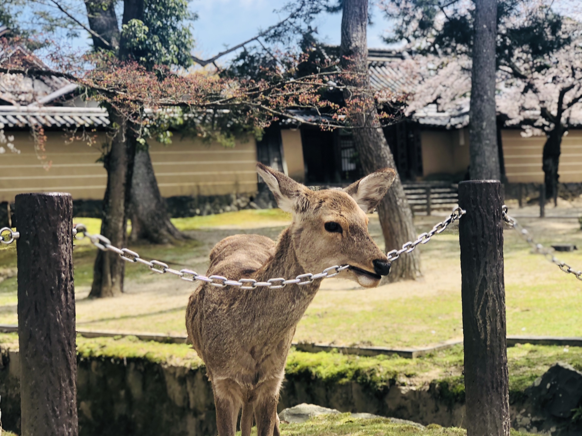 京都自助遊攻略