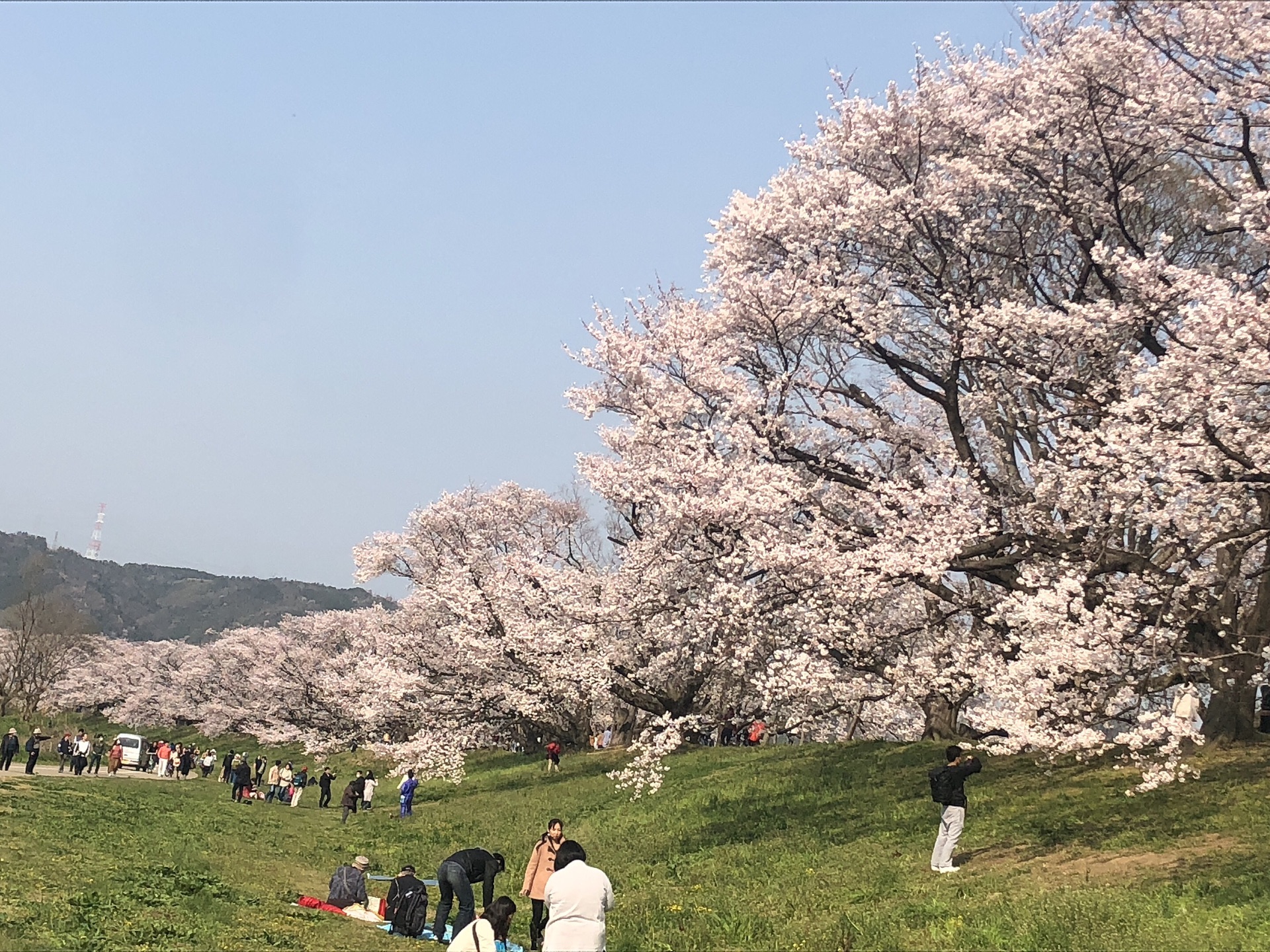 京都自助遊攻略