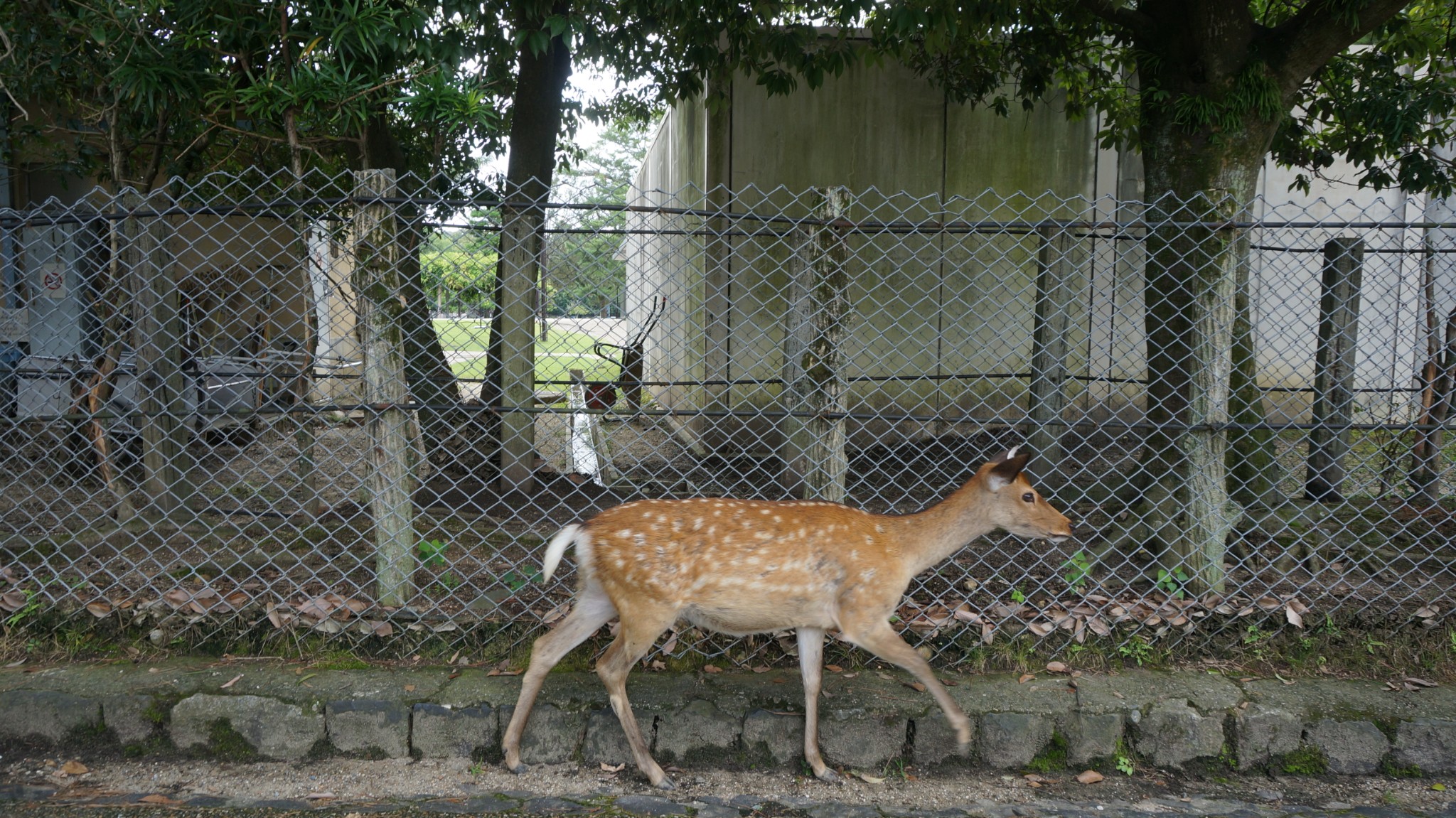 京都自助遊攻略