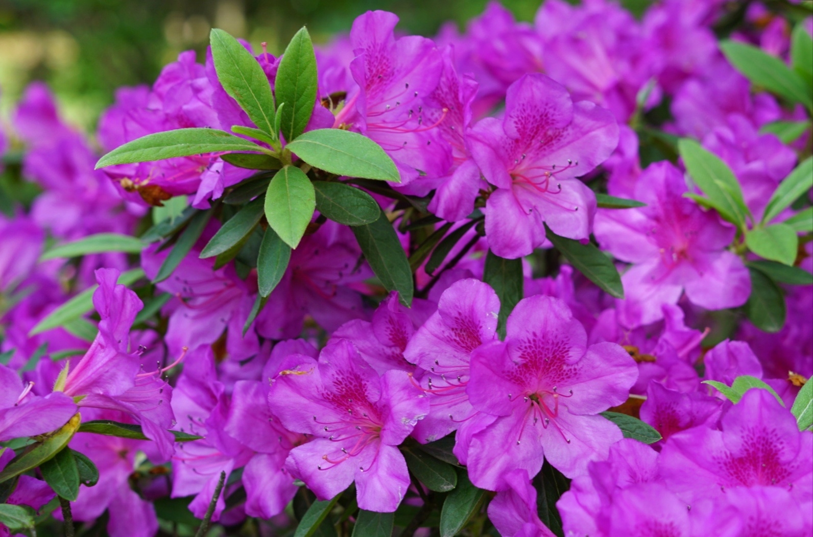 花豔似火,千姿百態的無錫市花:- 杜鵑花