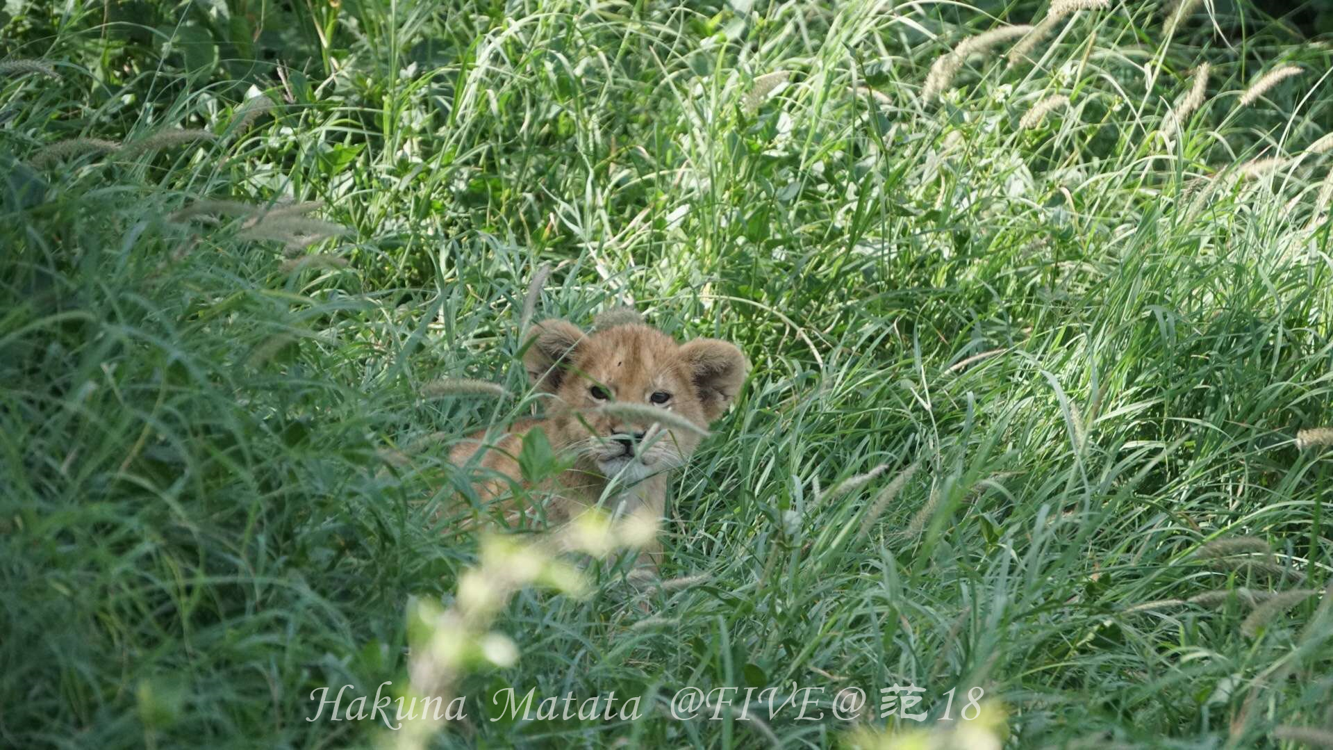 坦桑尼亞自助遊攻略