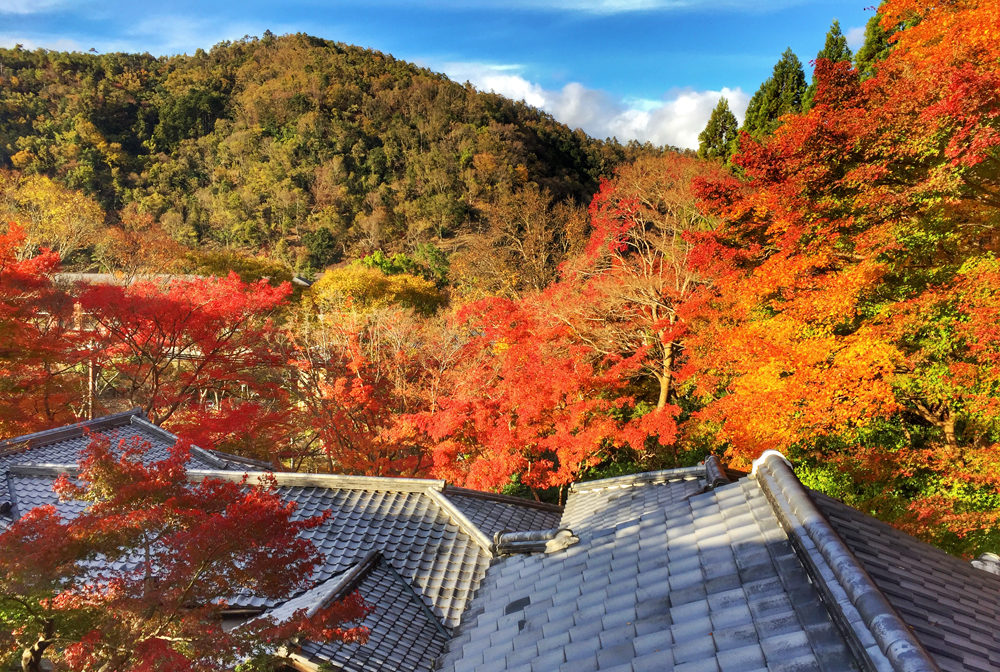 京都自助遊攻略