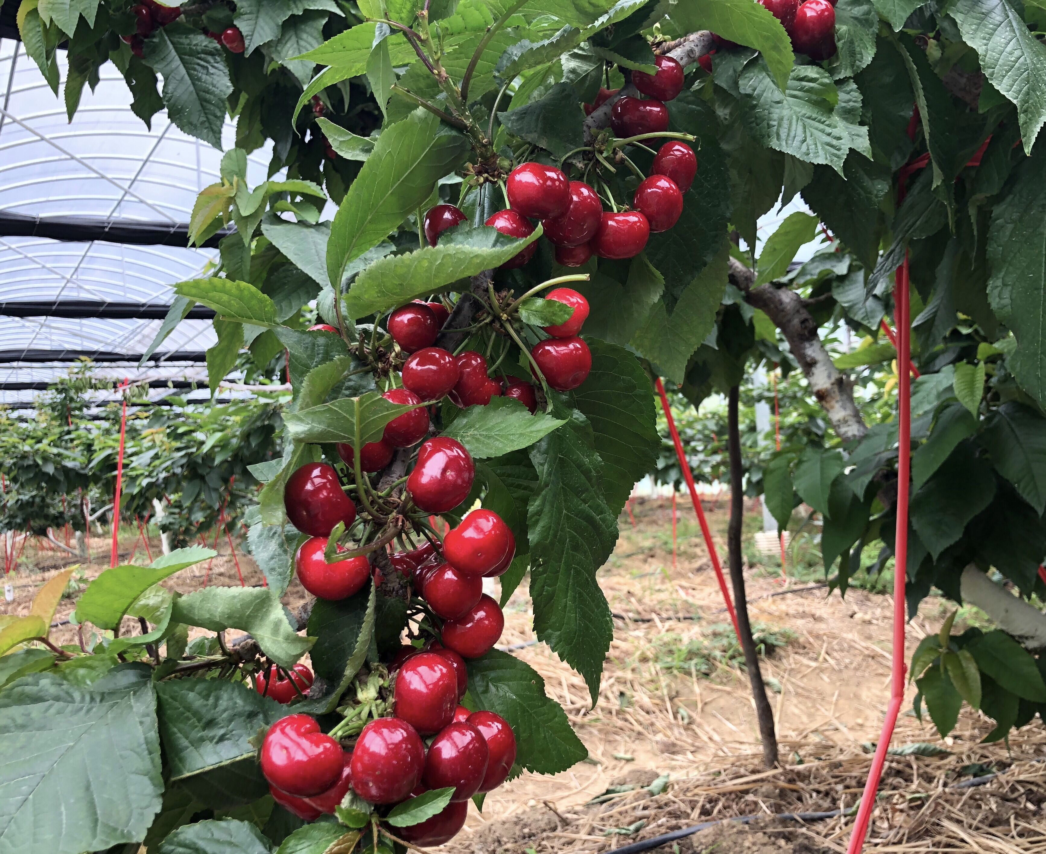 一起去摘车厘子不洛,吃够的那一种哦