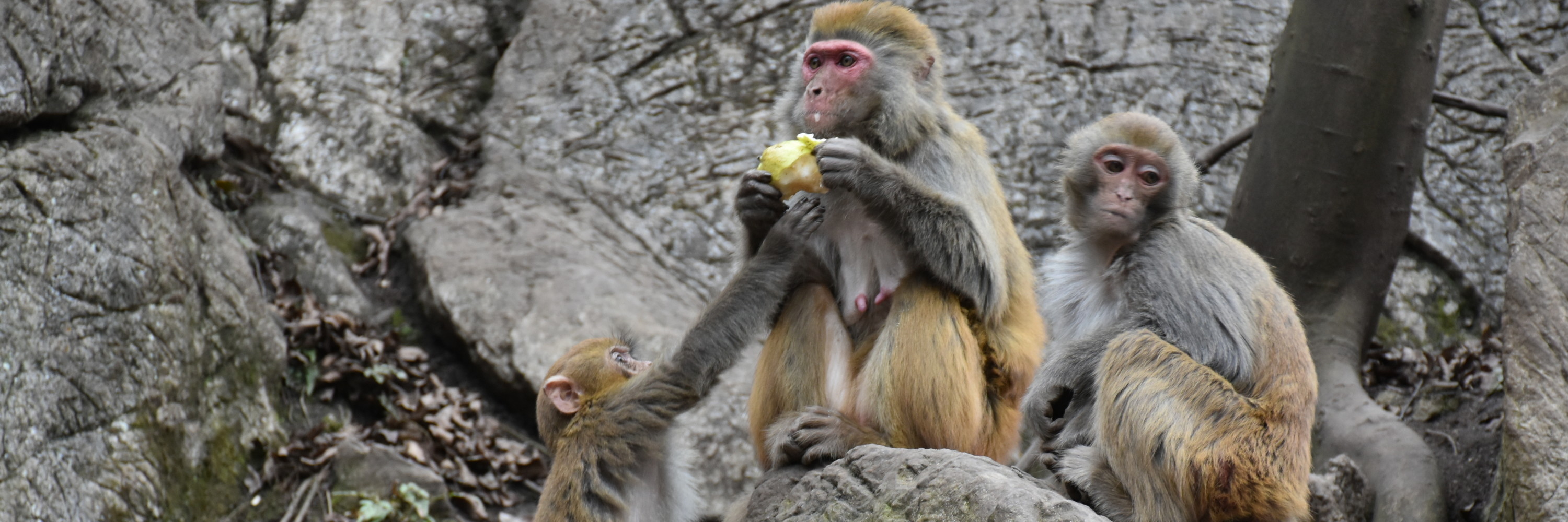 贵阳黔灵山公园猴山观猴子呦