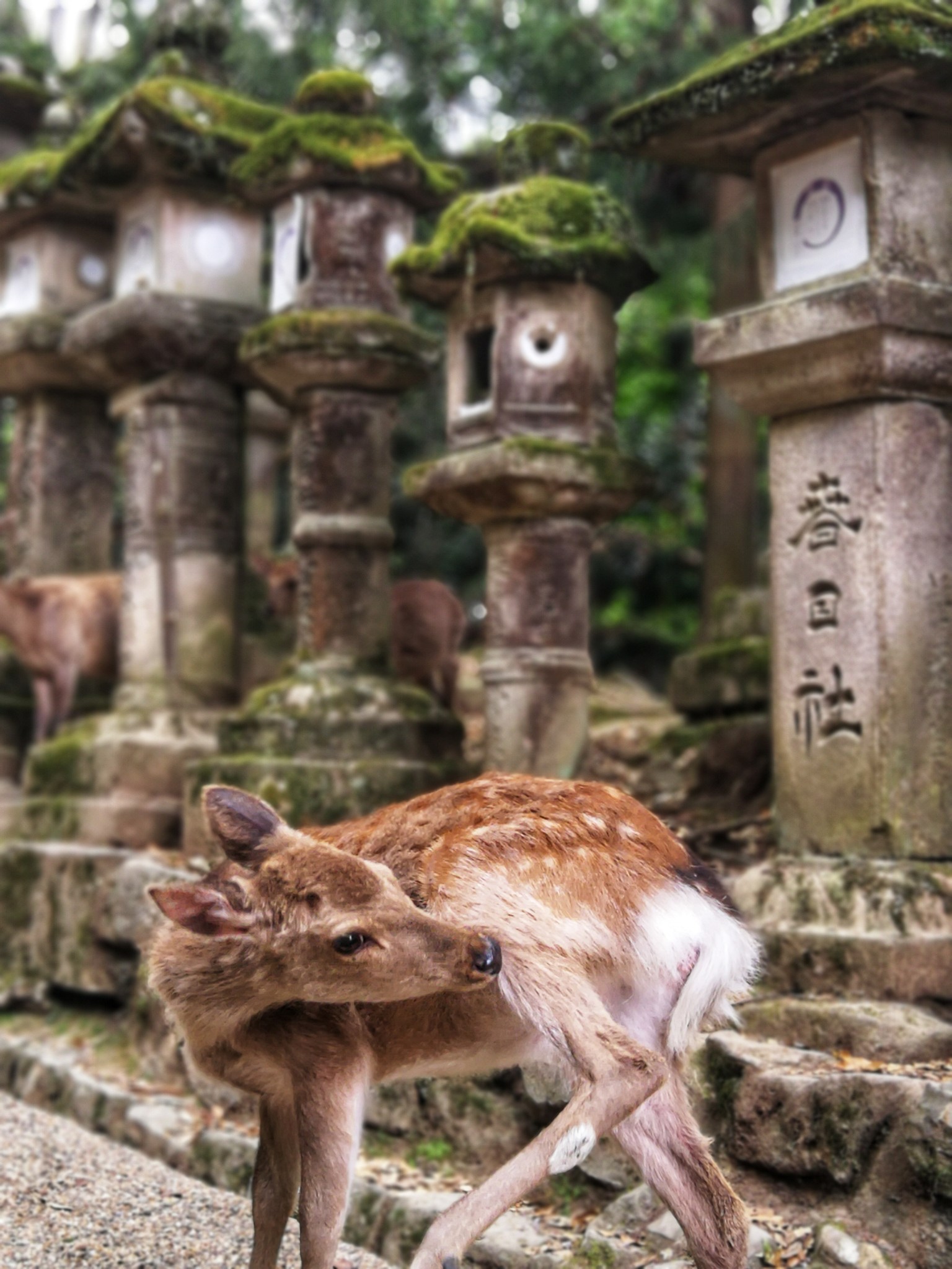 京都自助遊攻略