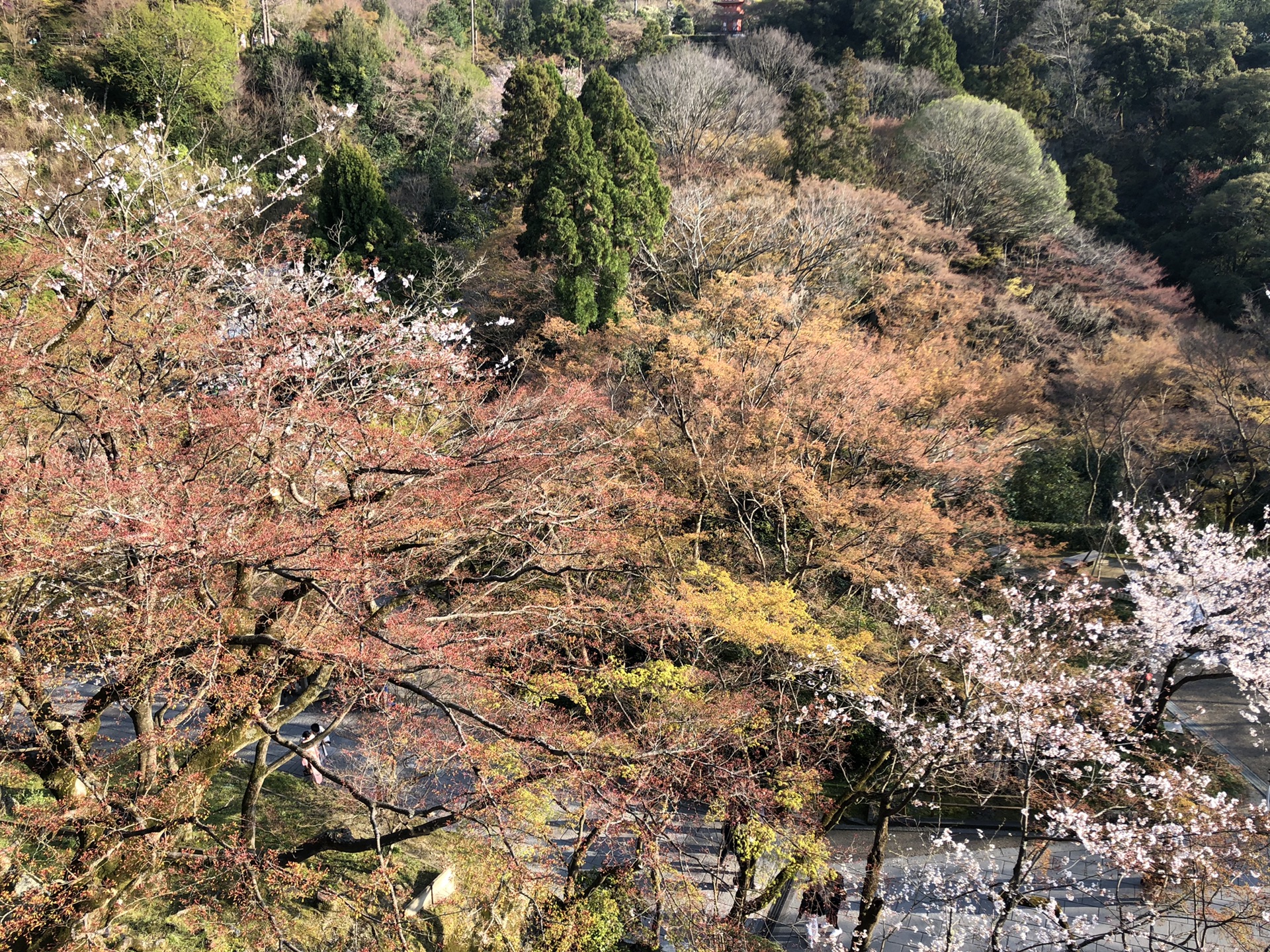 京都自助遊攻略