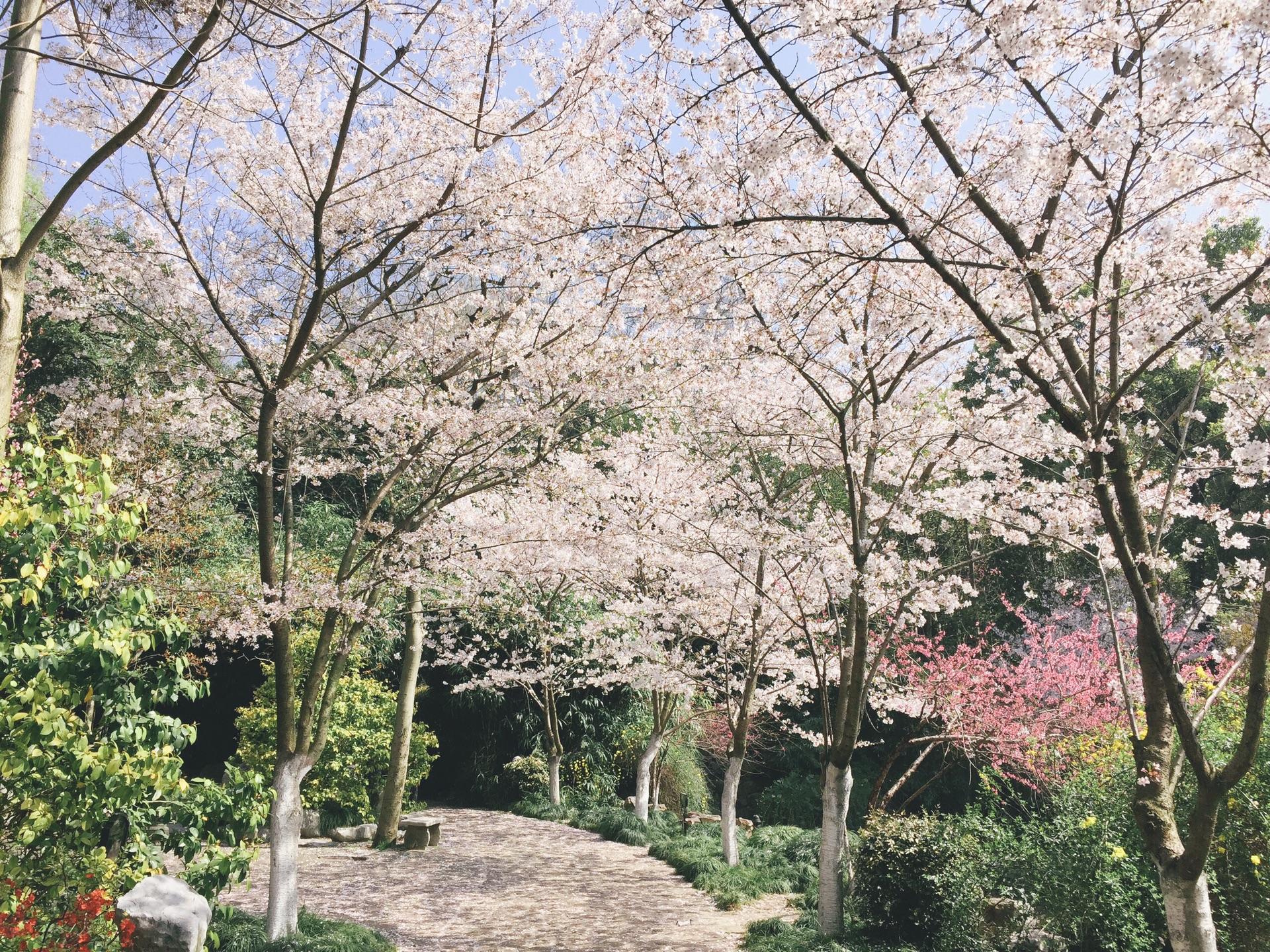 世纪公园樱花岛