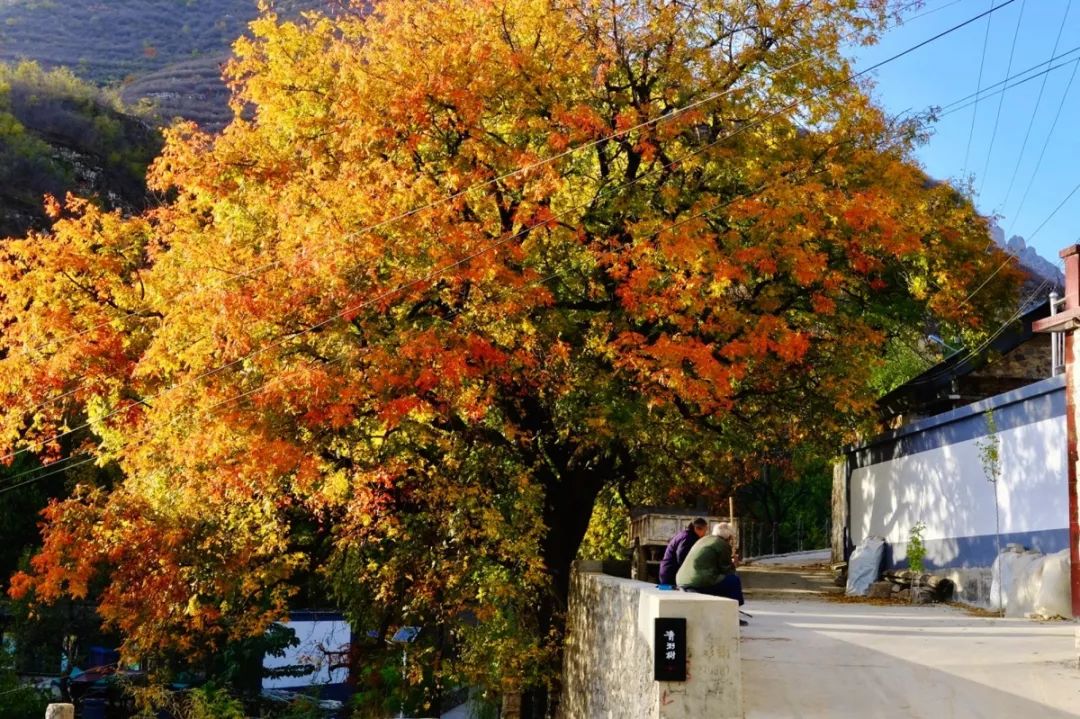 青籽树精品民宿--金秋十月,稻田乡间慢生活度假攻略