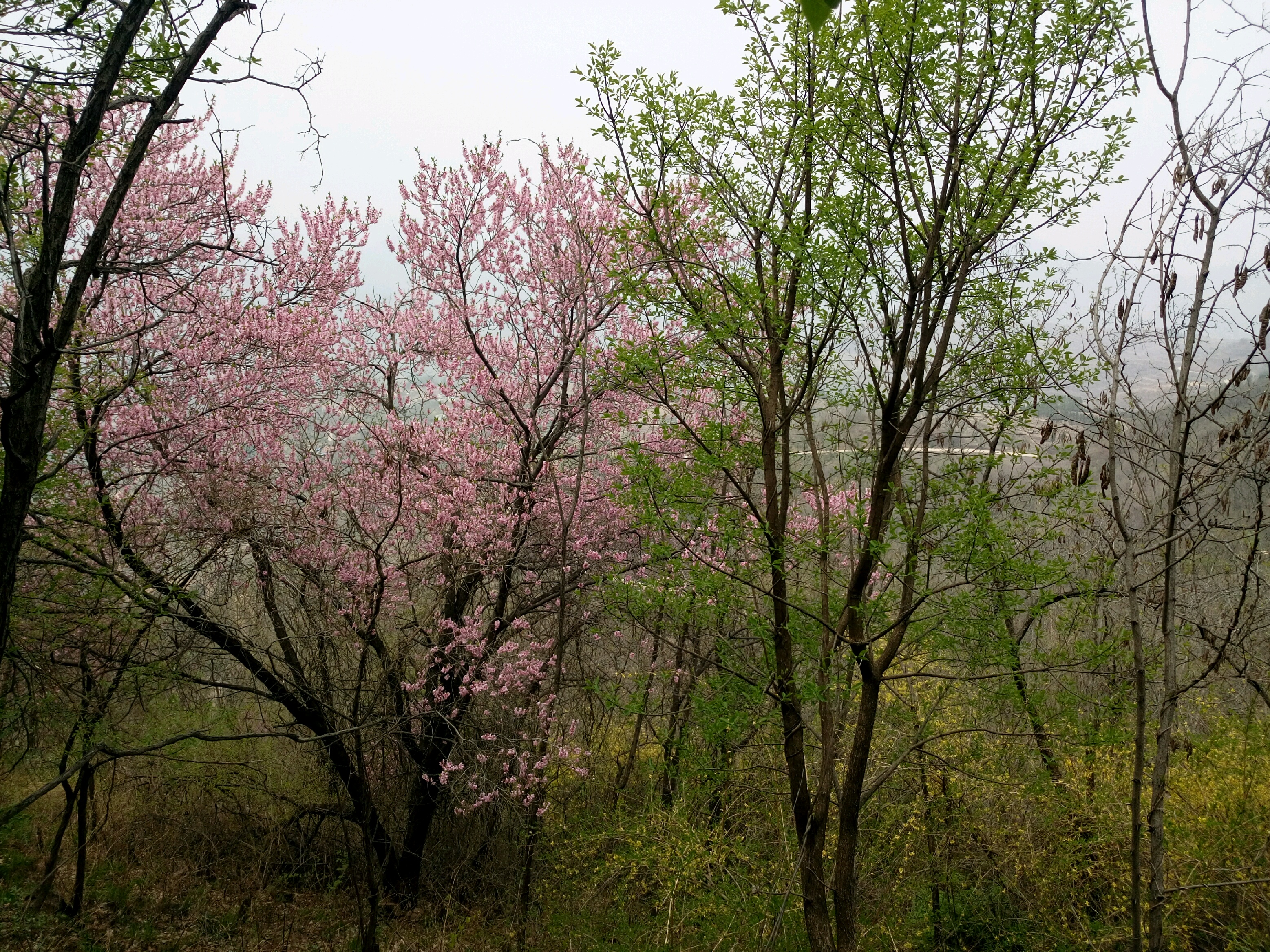 【沂源景點圖片】沐心雙馬山旅遊度假區