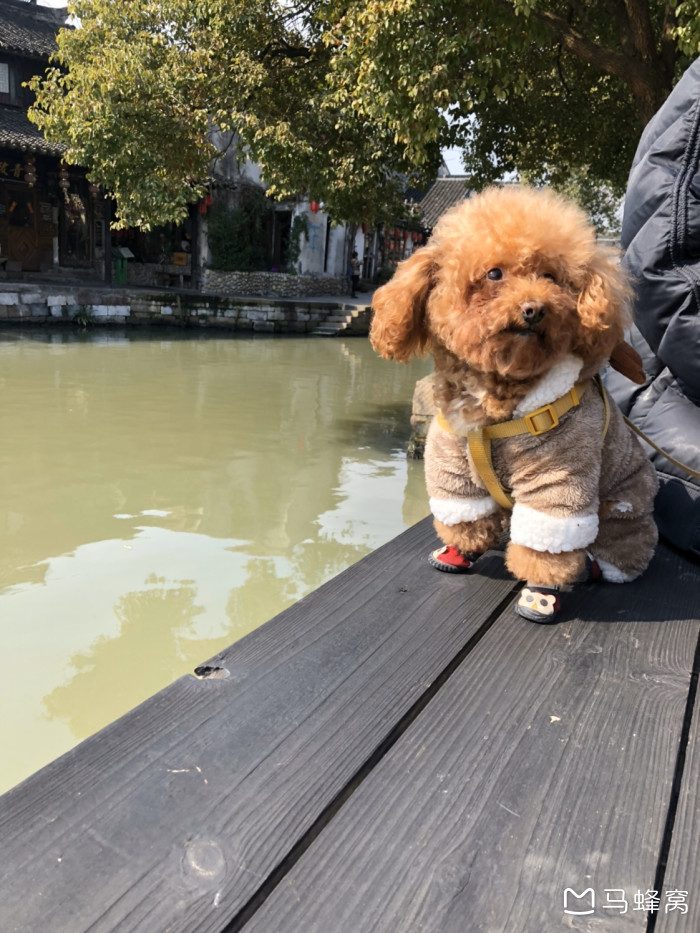 国内有哪些可以带狗狗的旅游景点?或住宿? - 马蜂窝