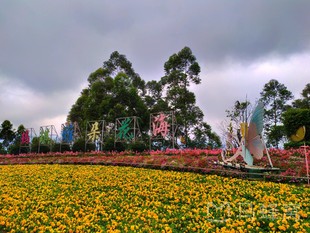 玛琪雅朵花海旅游图片,玛琪雅朵花海自助游图片,玛琪雅朵花海旅游景点
