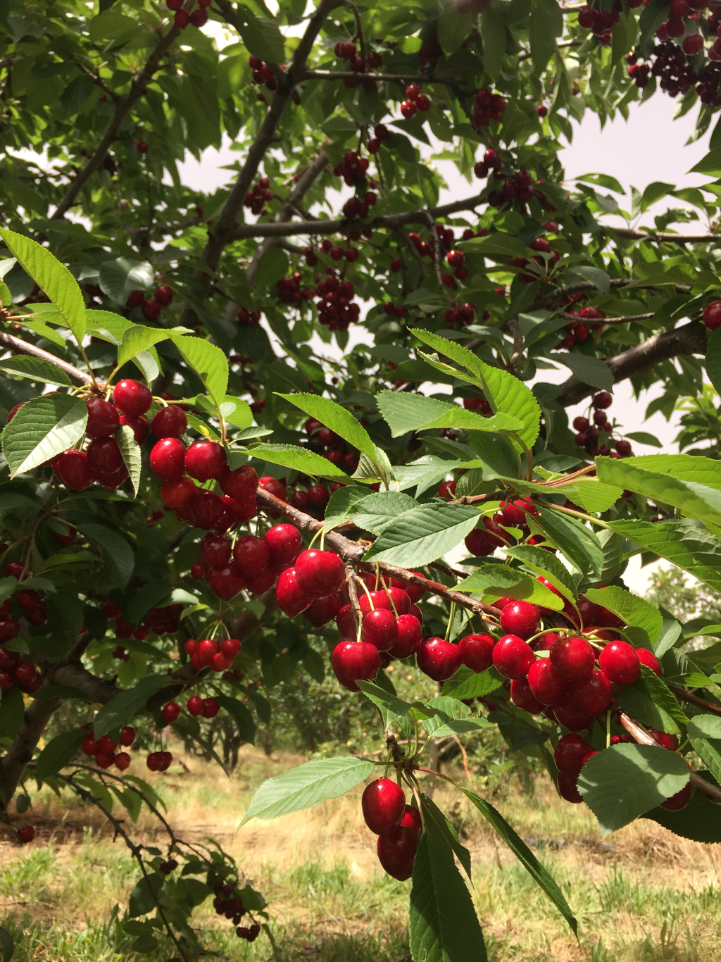 悉尼-奥兰治美食周orange,呼朋唤友,清新秋游 - 马蜂窝
