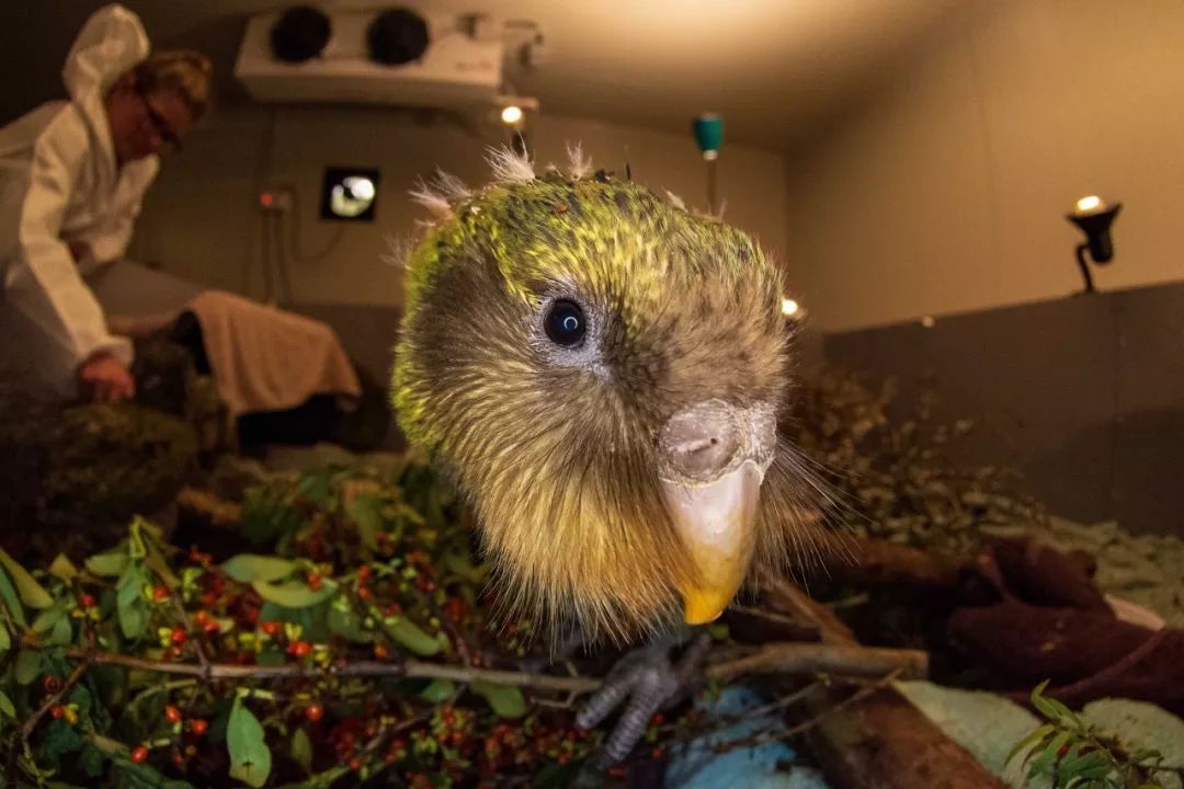 新西兰最难见到的傻鸟开放围观了! 游客需要提前洗澡