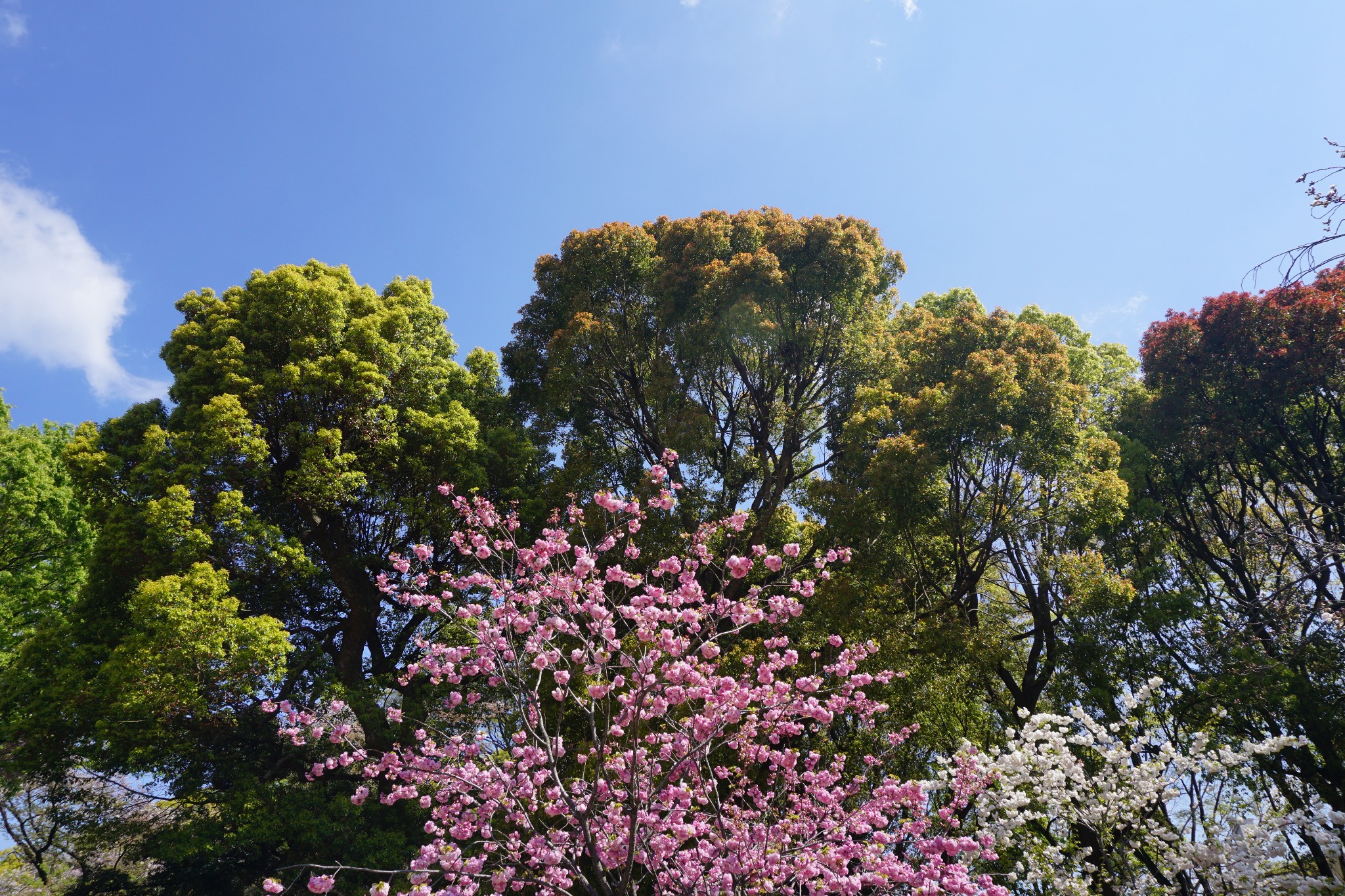 京都自助遊攻略