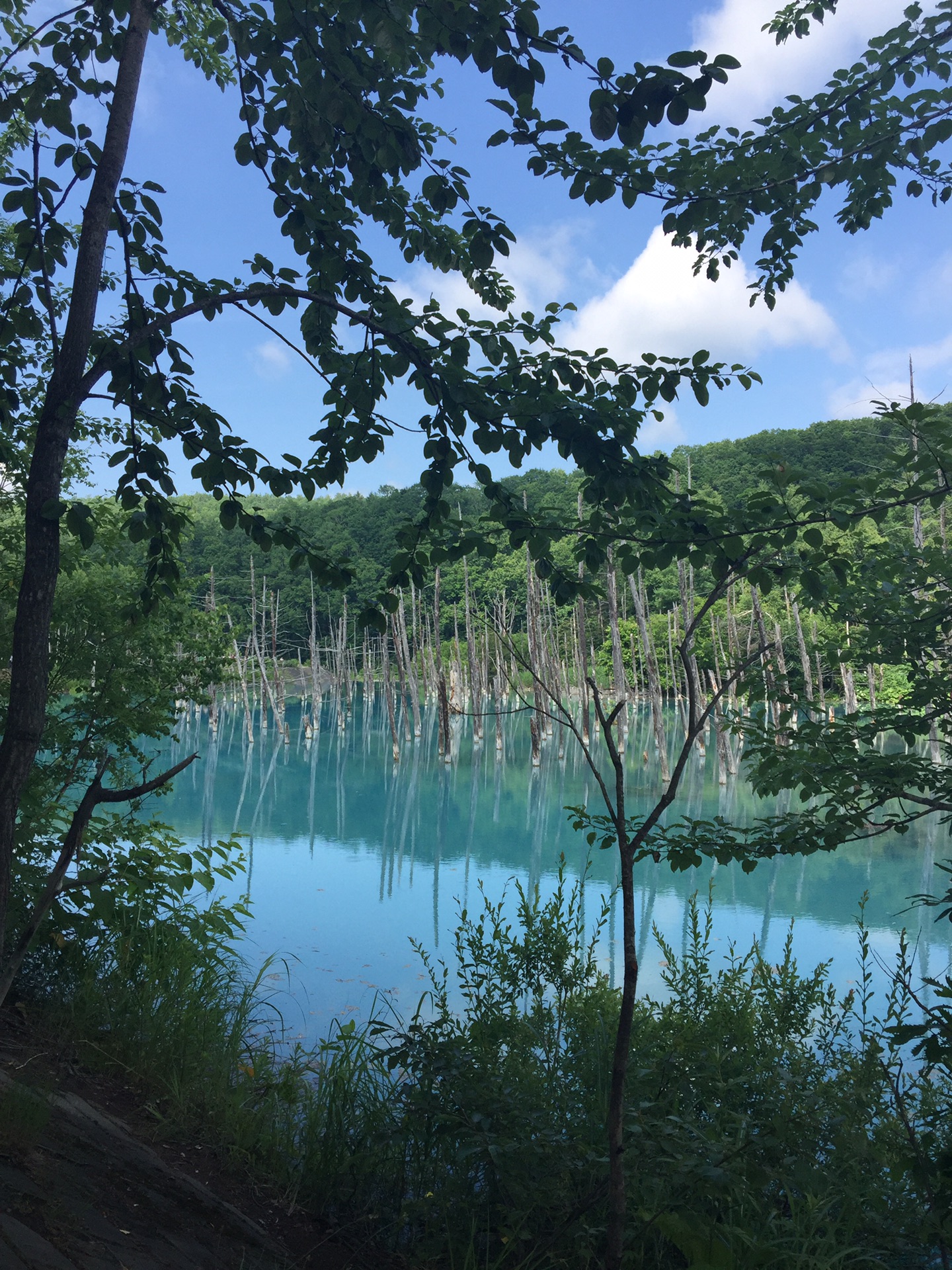 美瑛町最新游记 美瑛町自助游游记 美瑛町旅游最新游记 马蜂窝