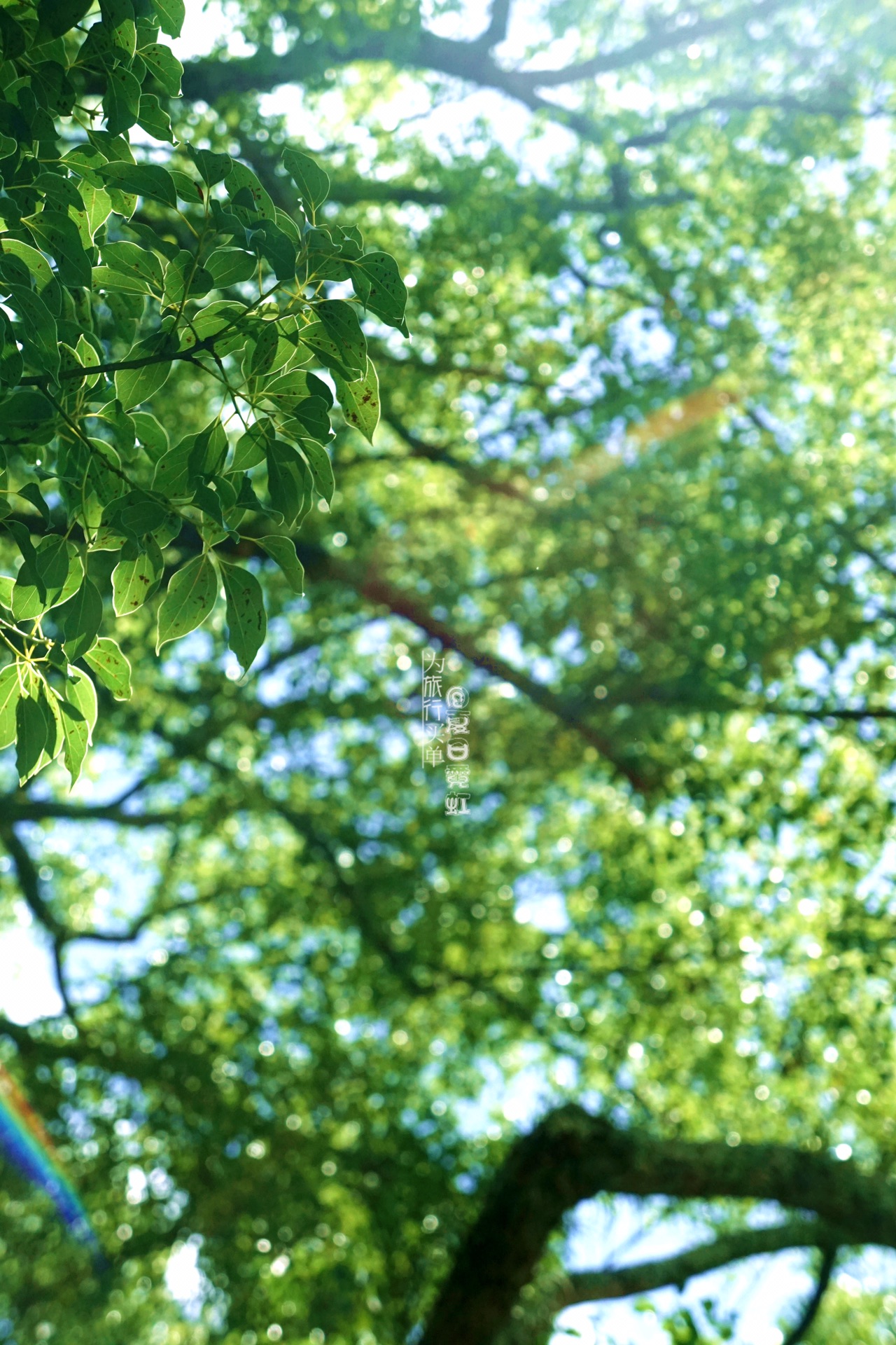 京都自助遊攻略