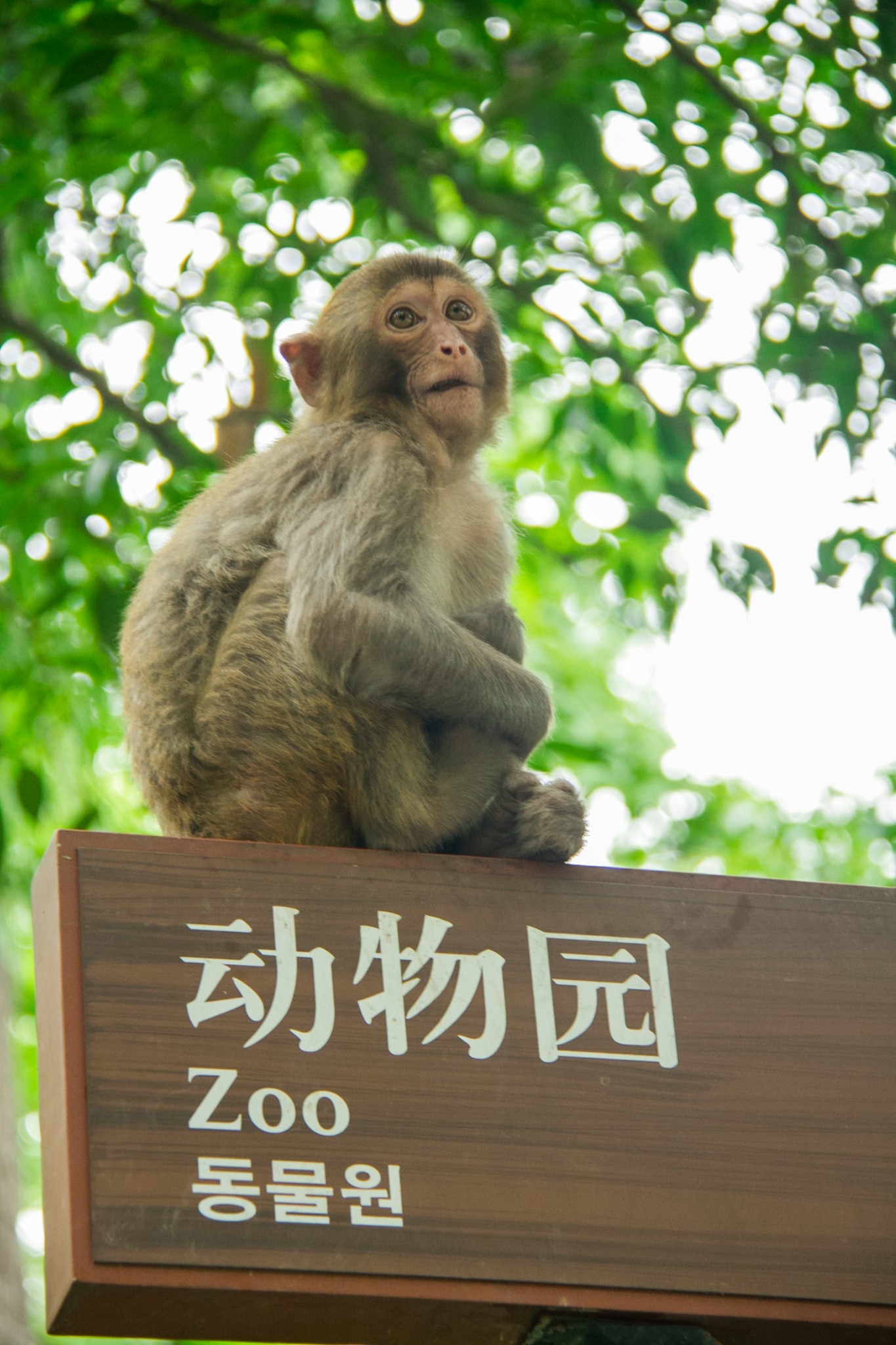 黔東南自助遊攻略