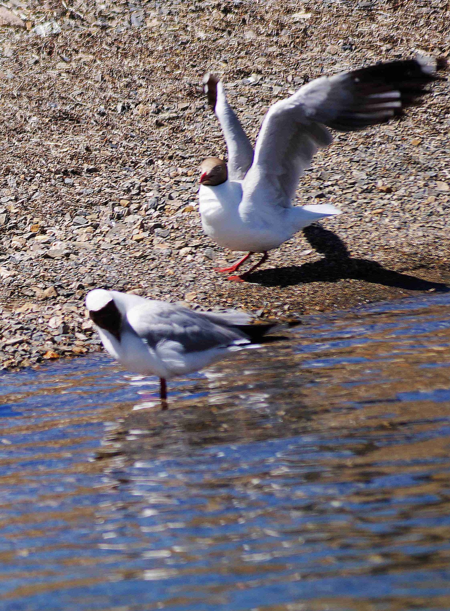 重上西藏19去世界最高湖泊班公湖看鸟