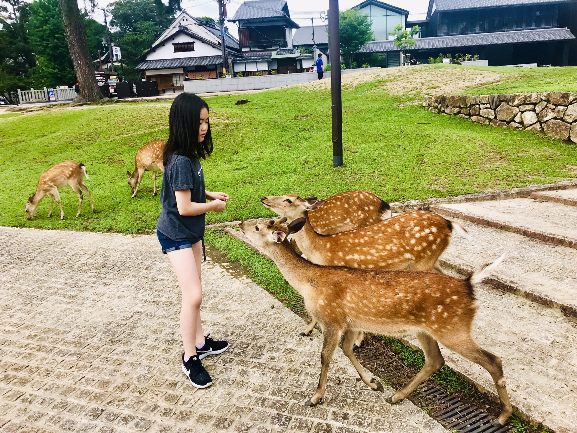 京都自助遊攻略