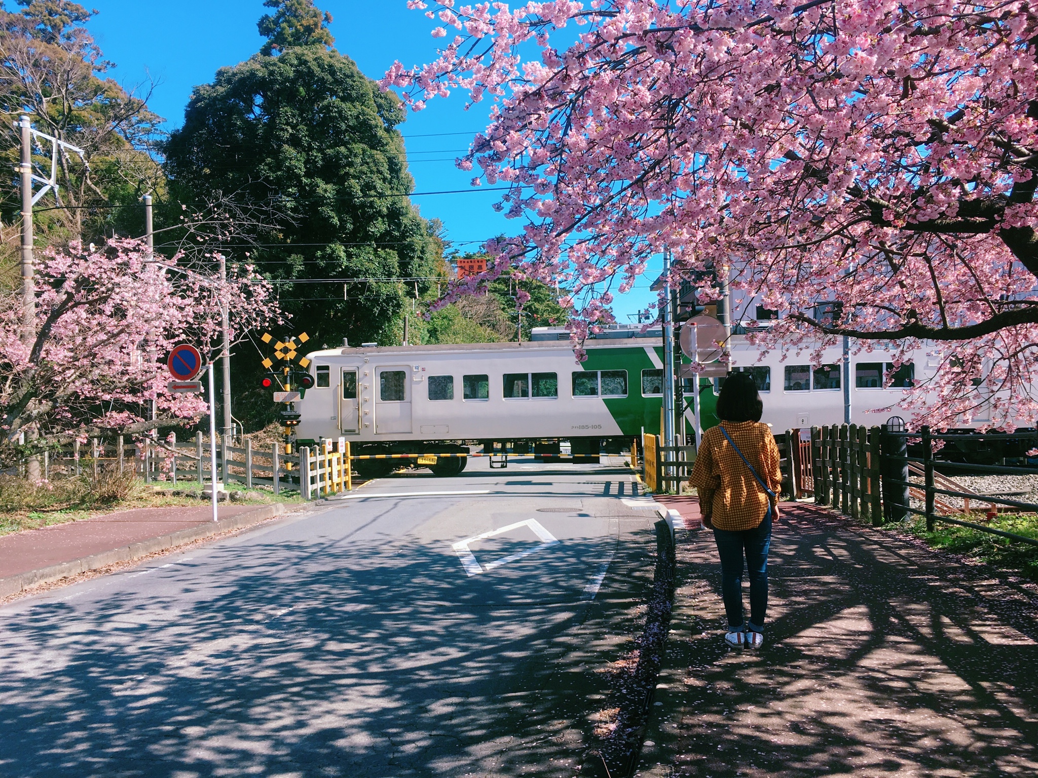 伊豆大岛热门游记 伊豆大岛自助游游记 伊豆大岛旅游热门游记 马蜂窝