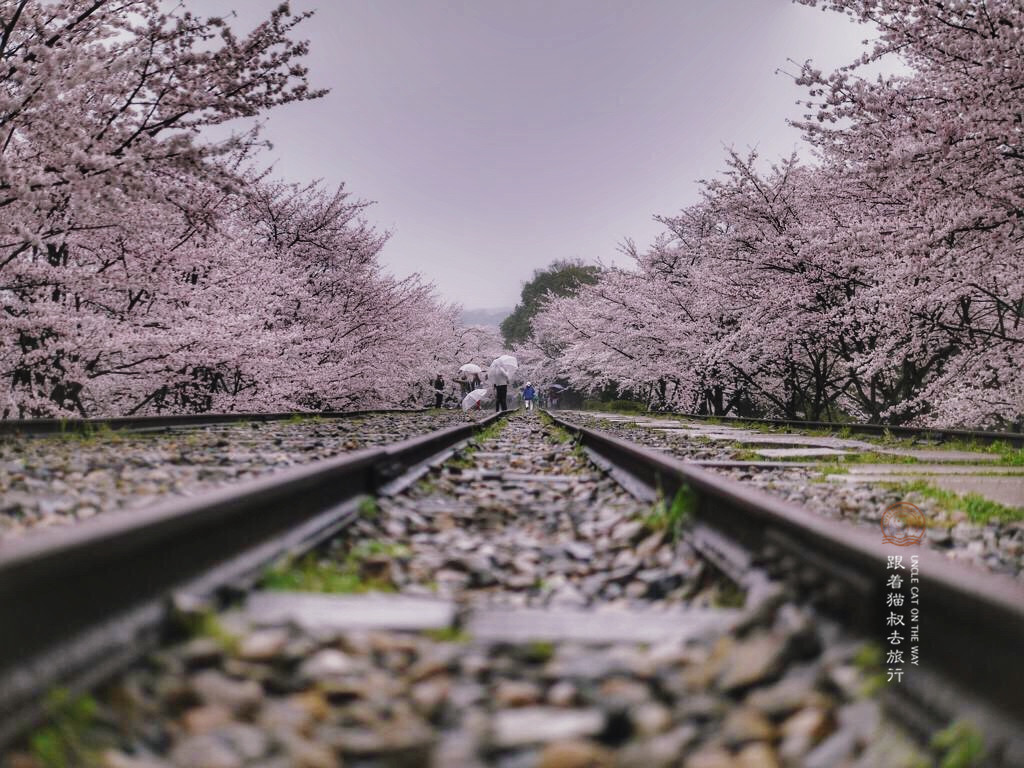 秒速5釐米 和歌山 奈良 京都 大阪愛情攝影師的10日櫻の旅 Go Travel