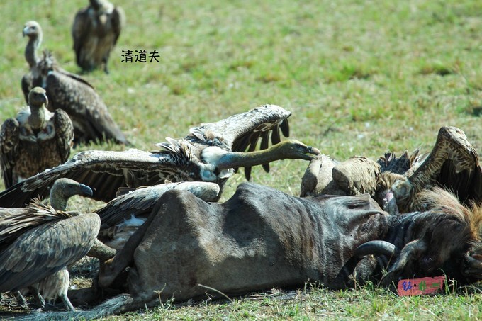 肯尼亞自助遊攻略