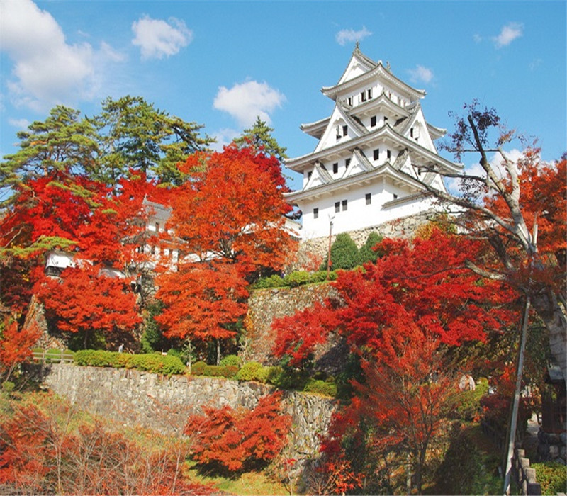 名古屋往返 岐阜县郡上八幡步古街 御母衣湖 白川乡 食品模型制作体验