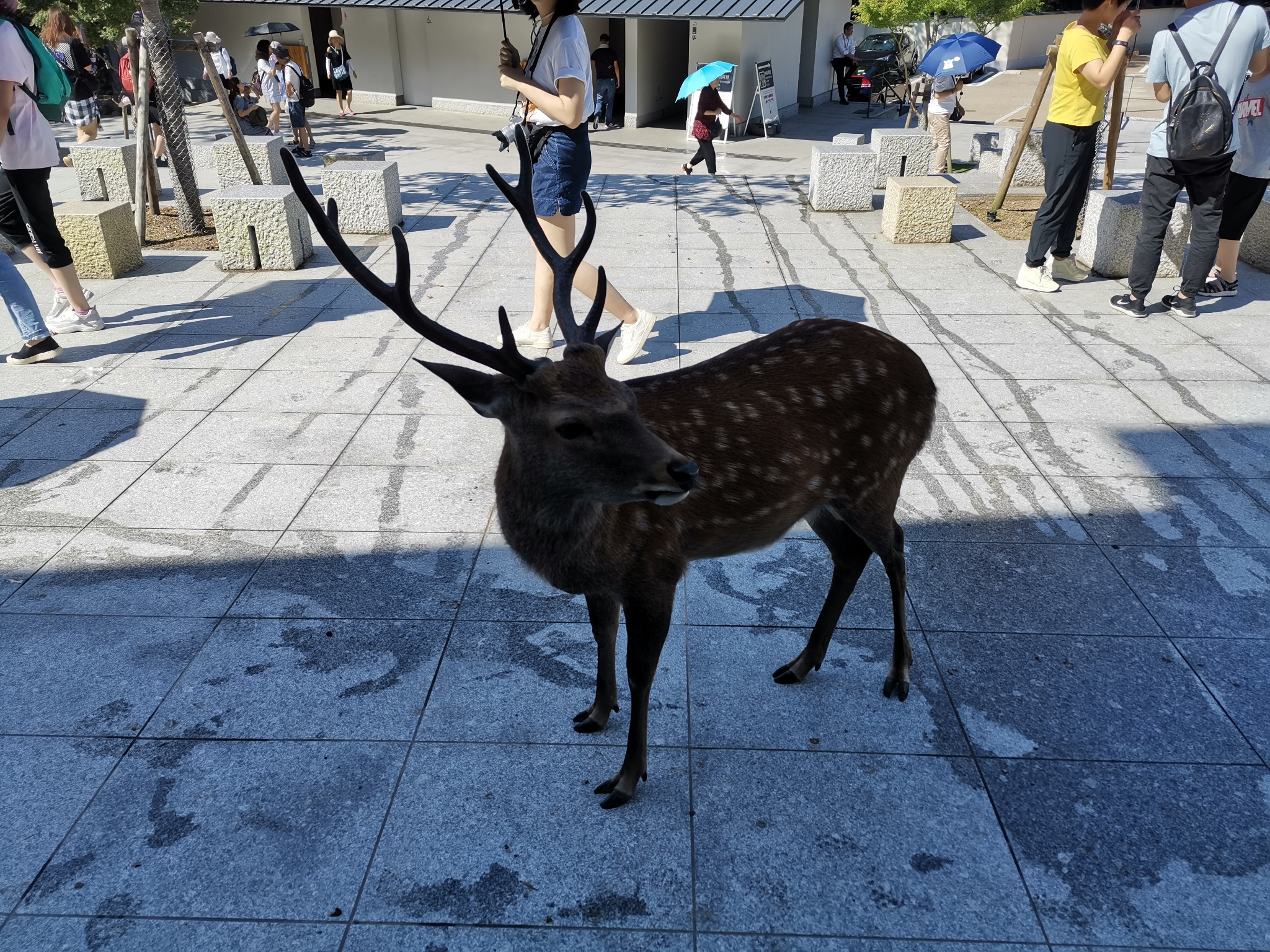 札幌自助遊攻略