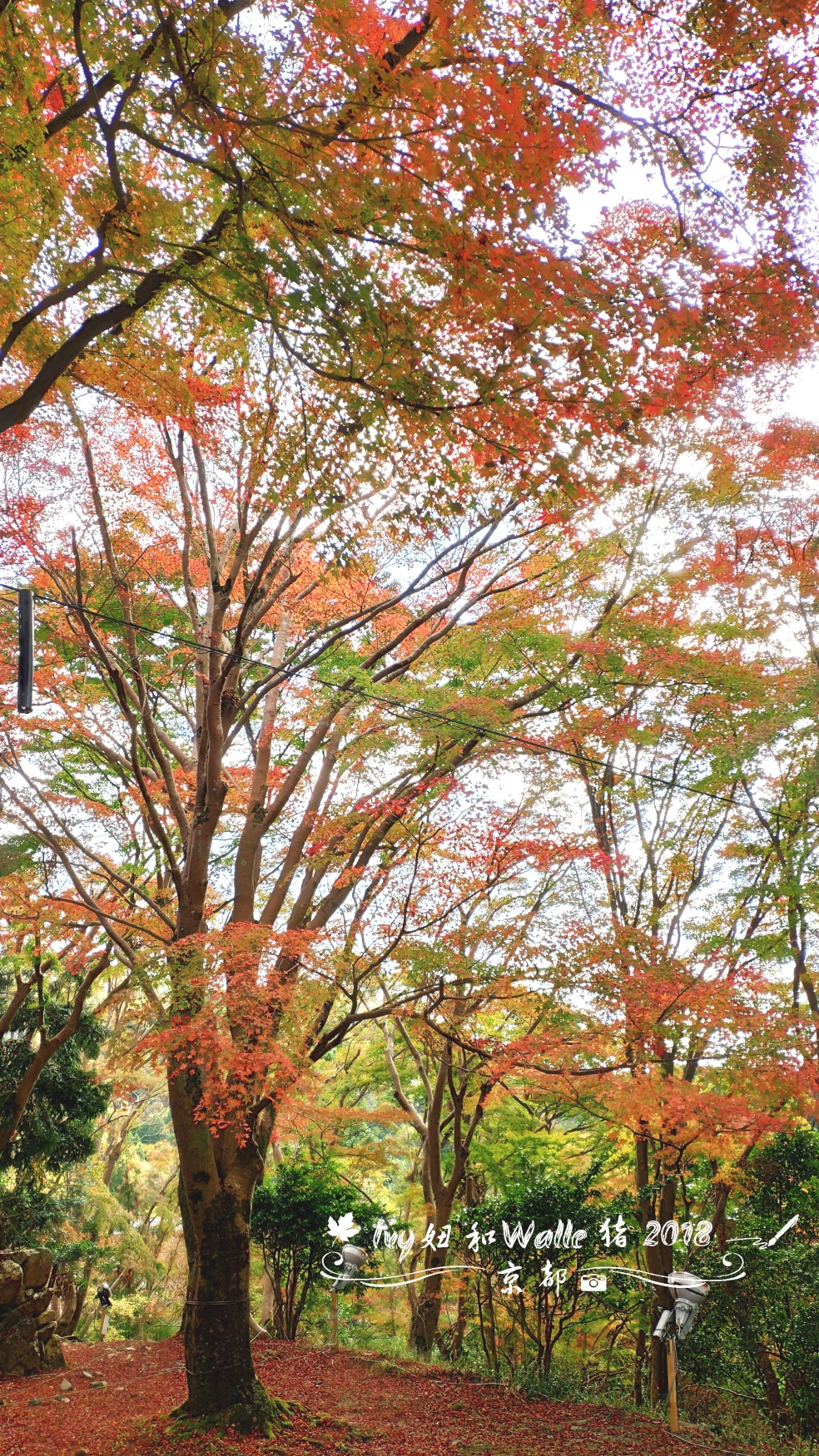 京都自助遊攻略