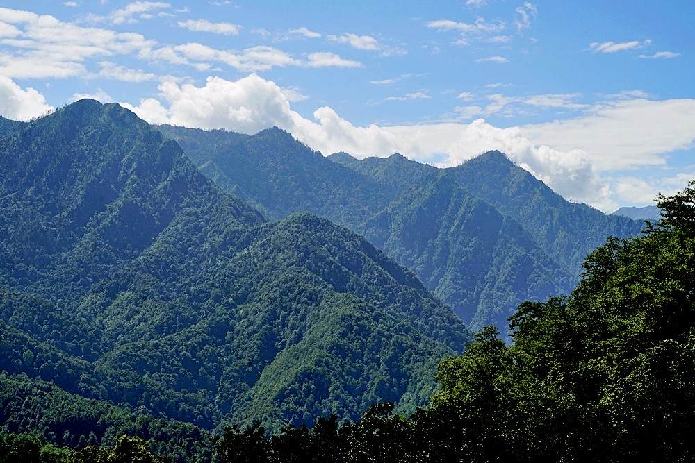 高黎贡山,怒江百鸟谷云端鸟巢!