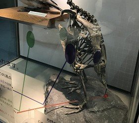 水族馆内也有相当多巨大的骨骼标本,从海豚,虎鲸,白鲸到乌龟都可以