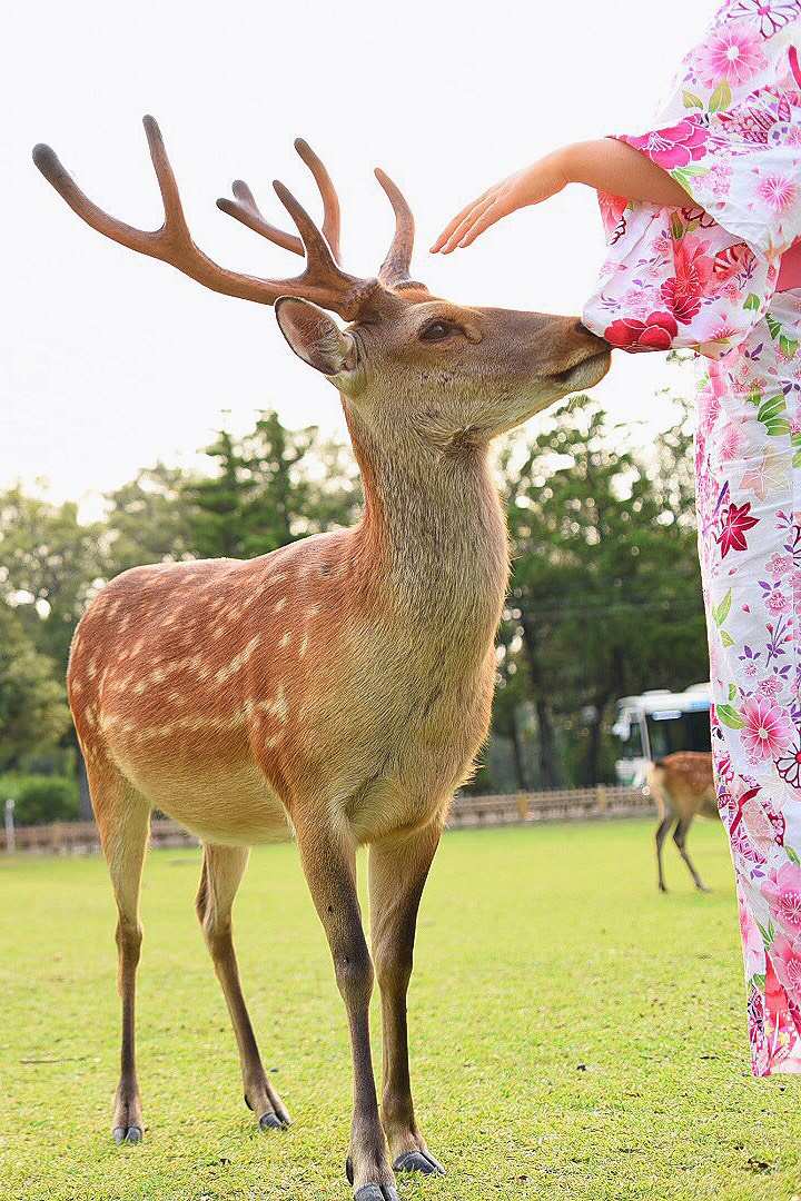 京都自助遊攻略