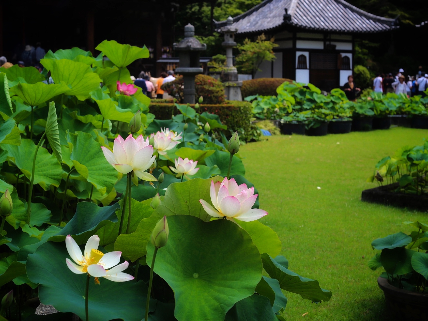 京都自助遊攻略