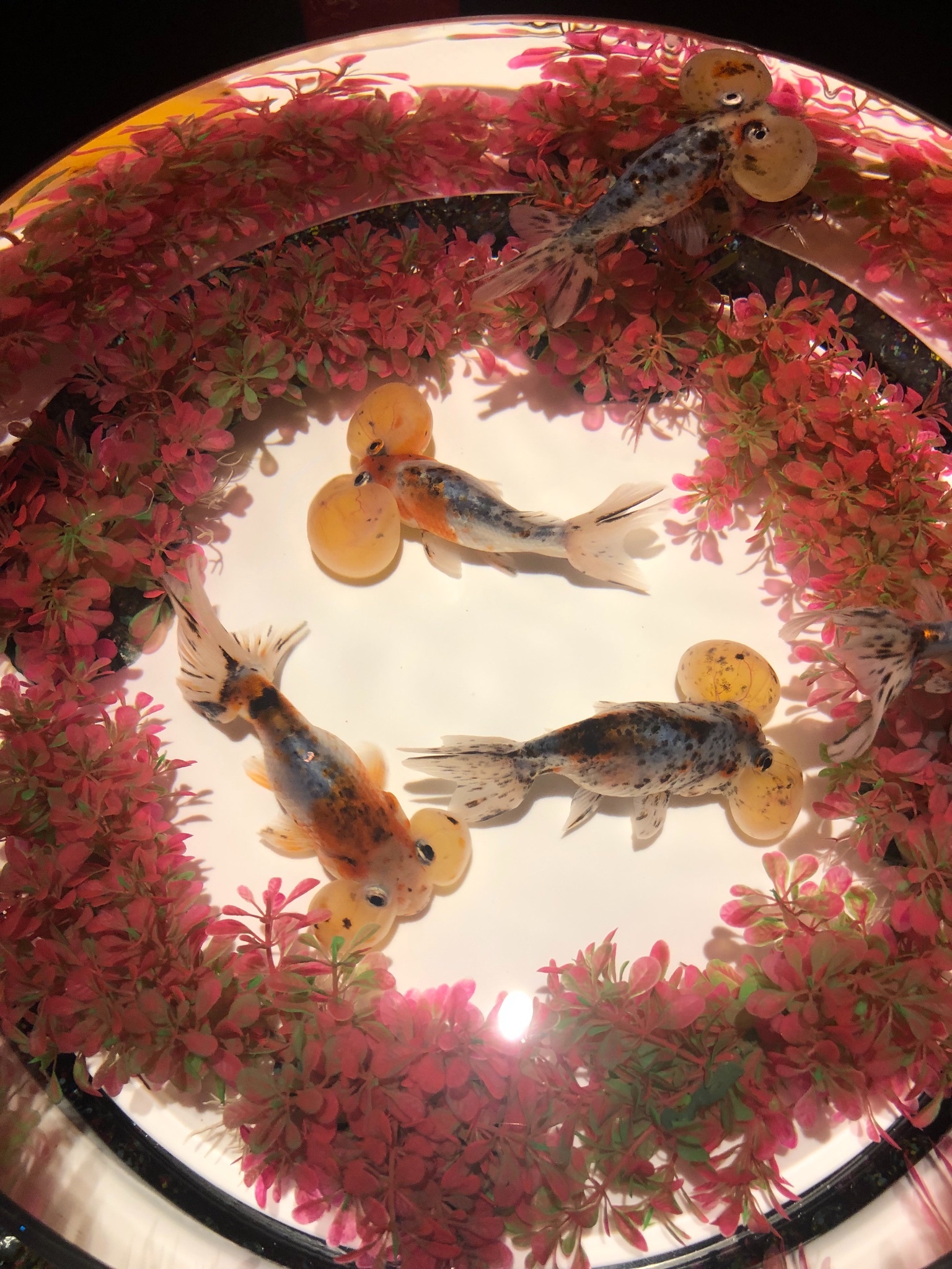 日本殿堂級金魚藝術展 讓金魚也可以風情萬種 Go Travel