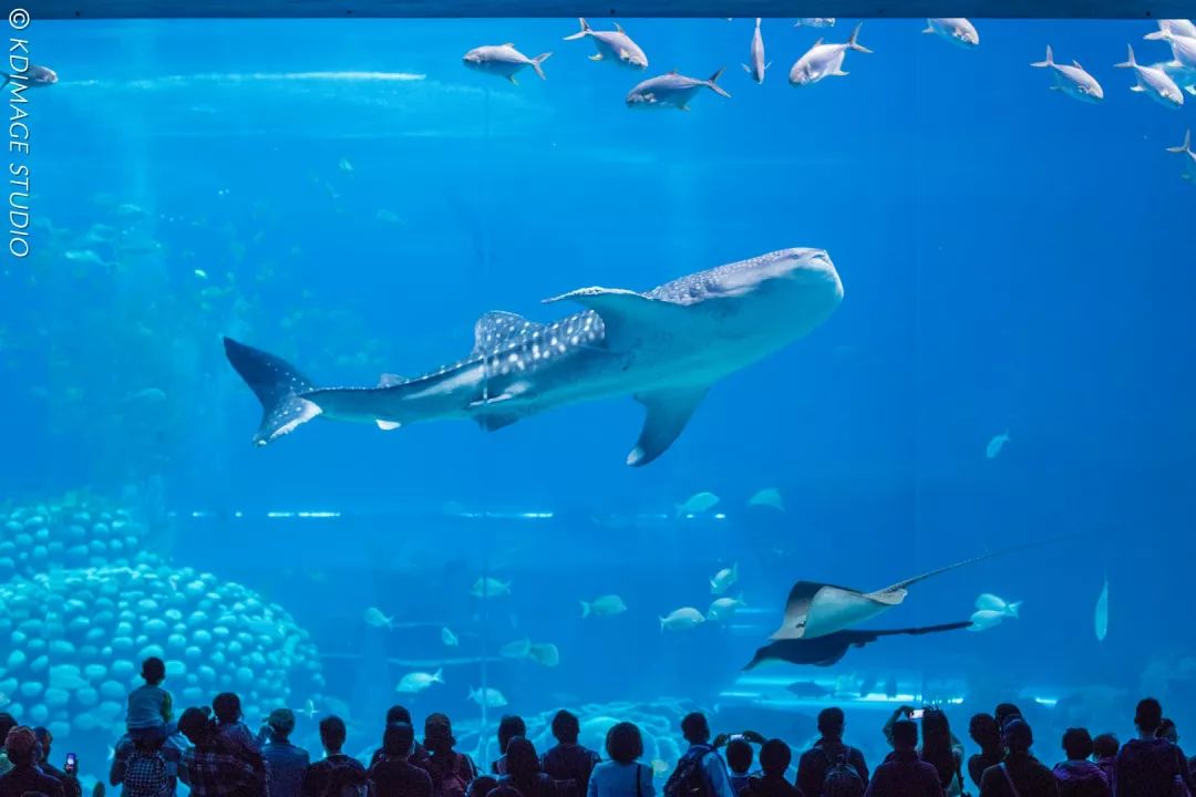 水族馆拍摄技巧大揭秘:拥抱蓝色的海底世界_游记