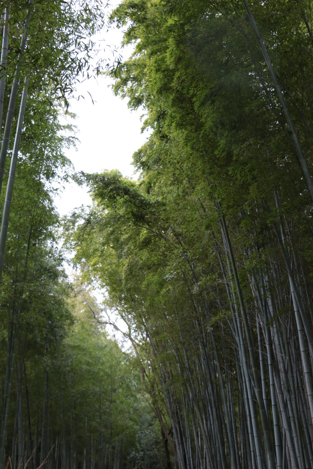 京都自助遊攻略