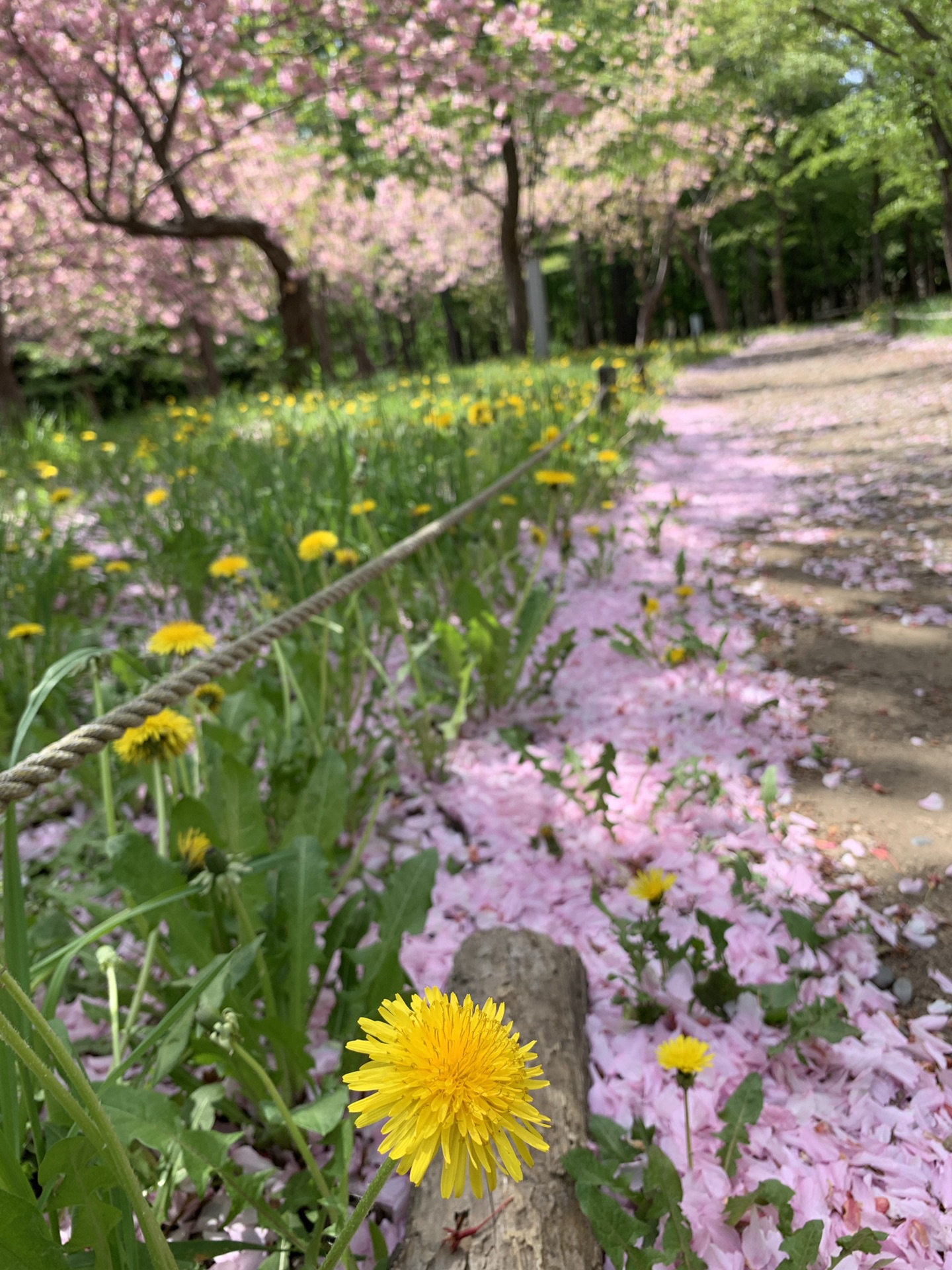 札幌自助遊攻略