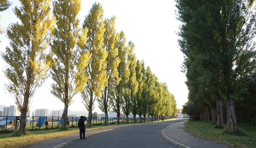 2 白杨木林道(ポプラ并木)