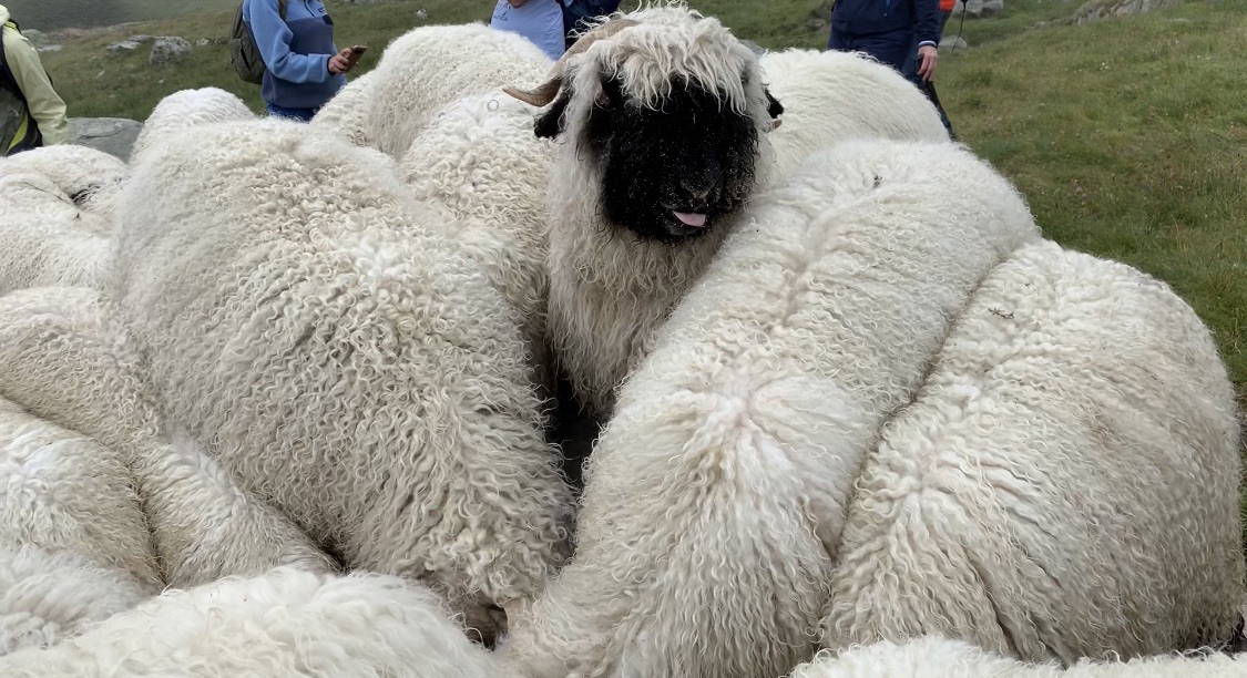 采耳马特 黑脸羊(黑鼻羊)之旅