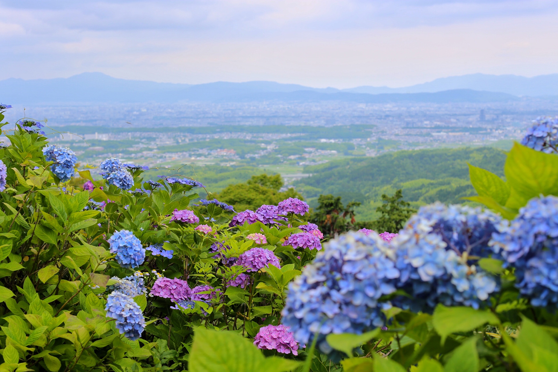 京都自助遊攻略