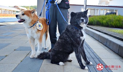 到忠犬八公的故乡秋田 大馆市 与周边地区寻找秋田犬 手机马蜂窝