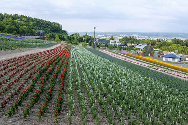 北海道自助遊攻略