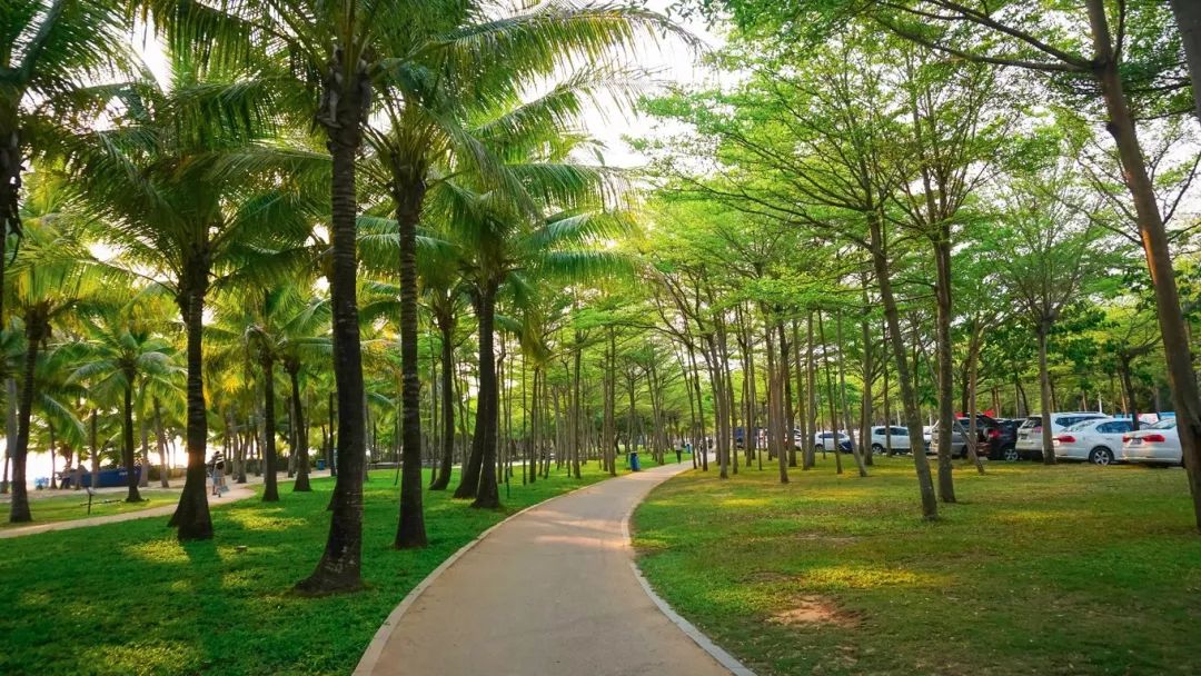 椰林摇曳,阳光透过树叶间隙,洒落在林间小道