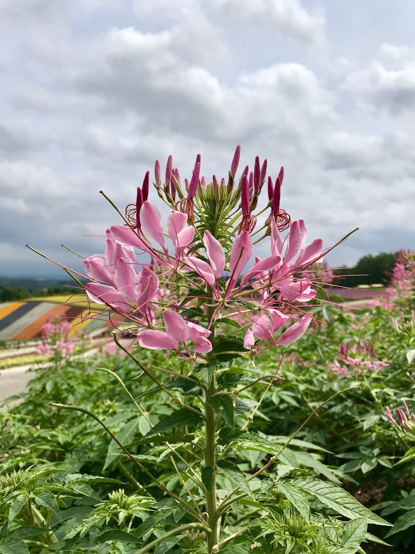 北海道自助遊攻略