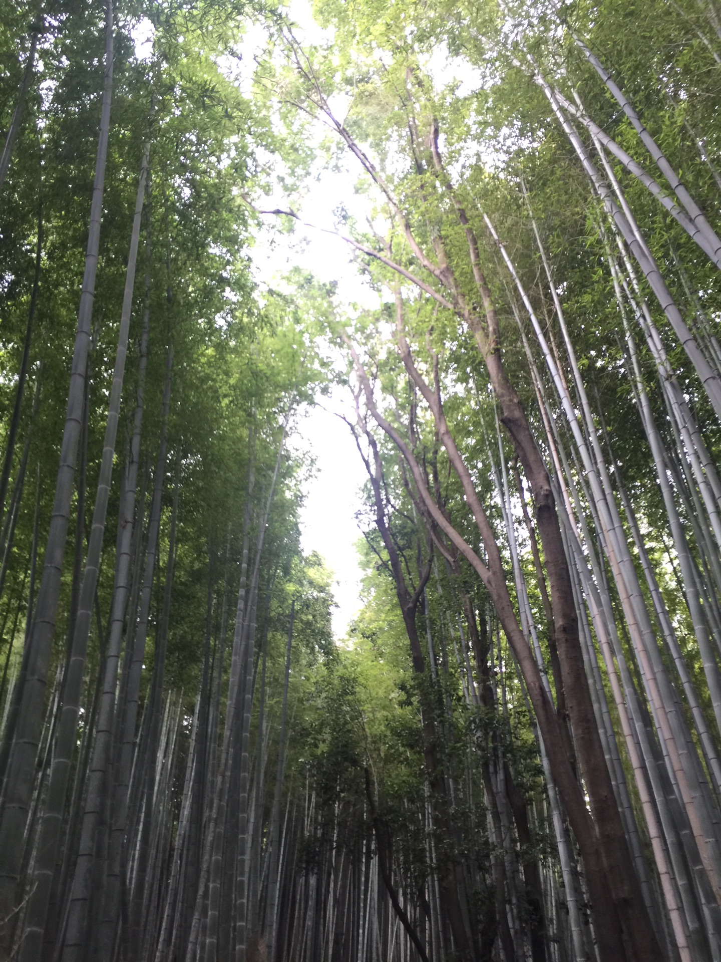 京都自助遊攻略