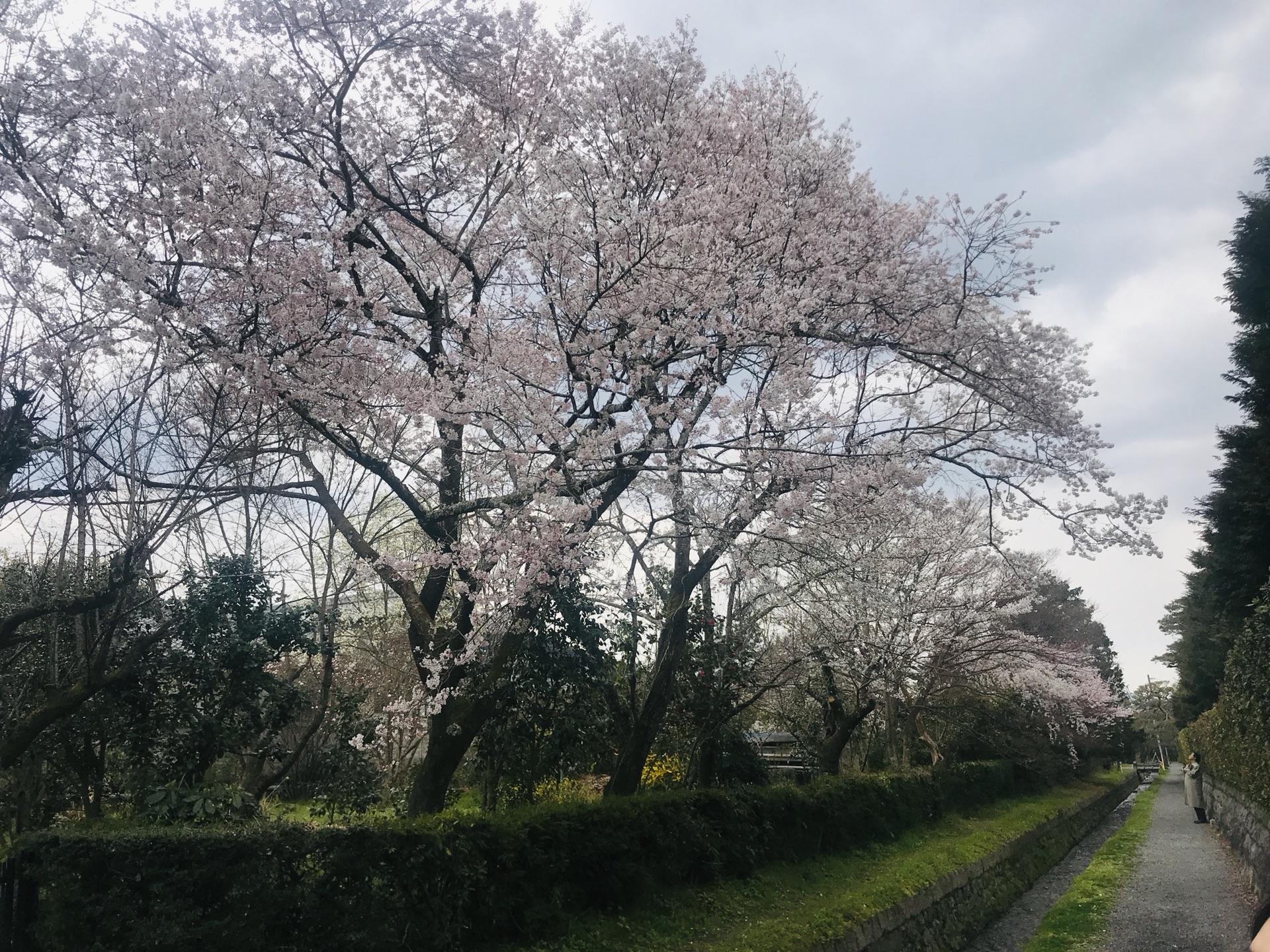 京都自助遊攻略