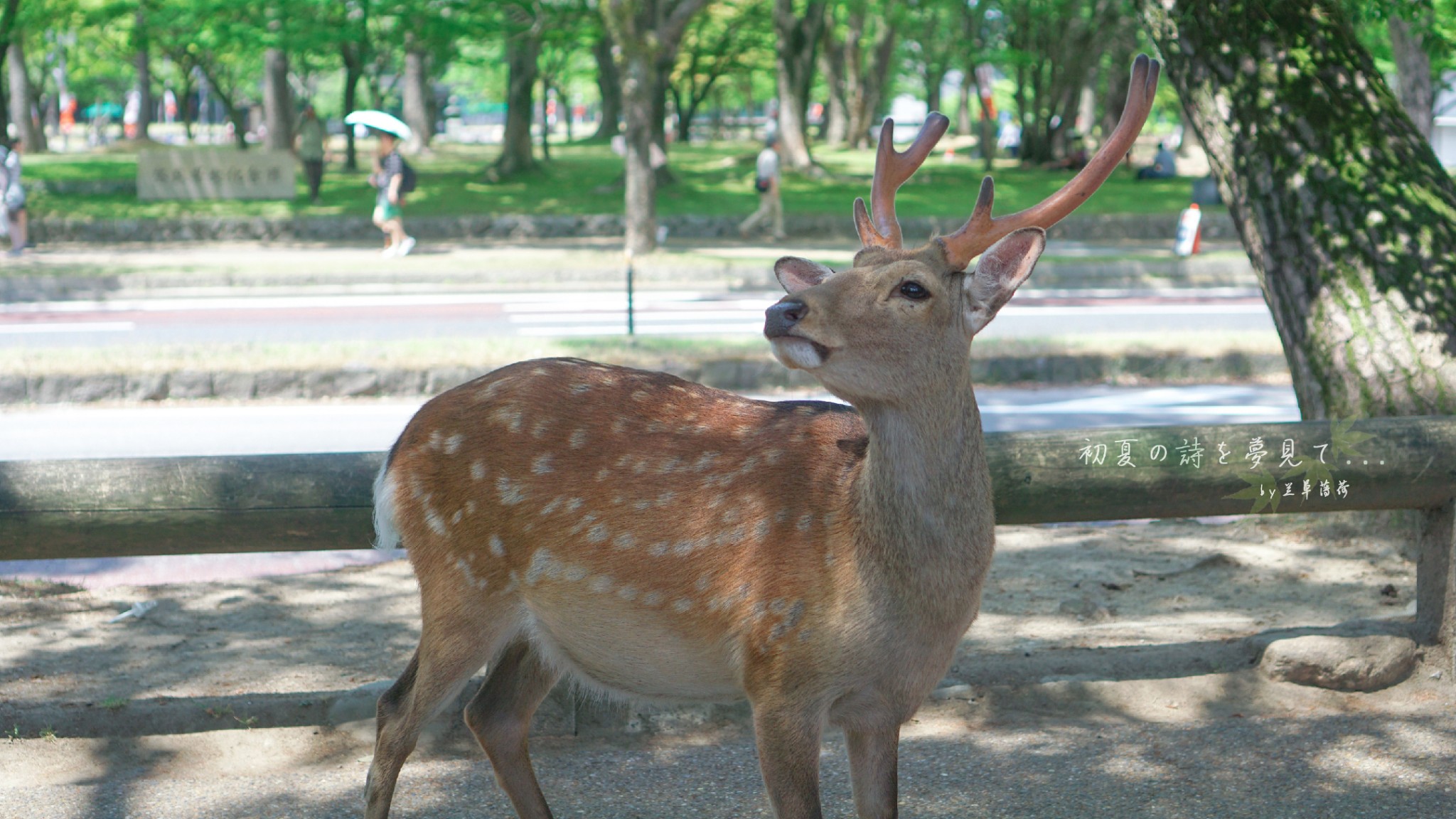 京都自助遊攻略