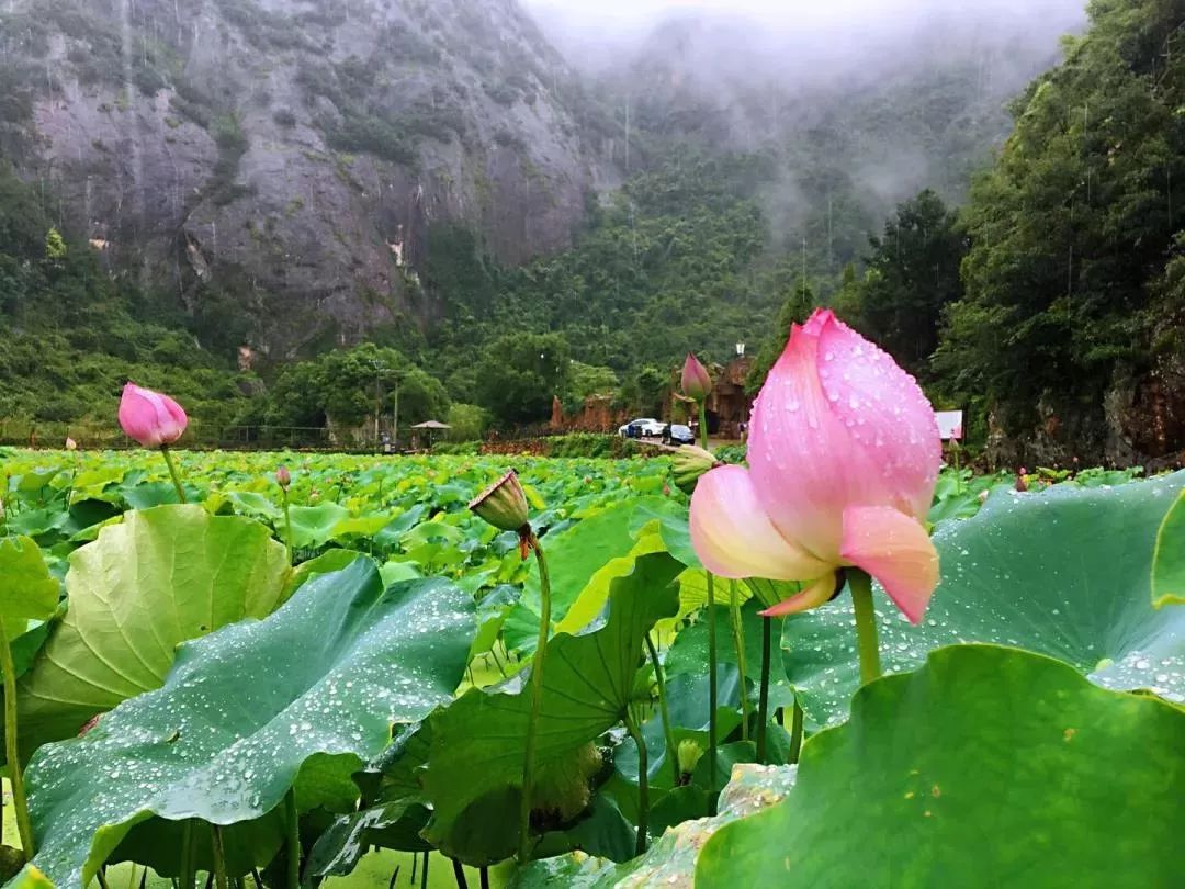 她夏了夏天,磐安"荷"你有约!