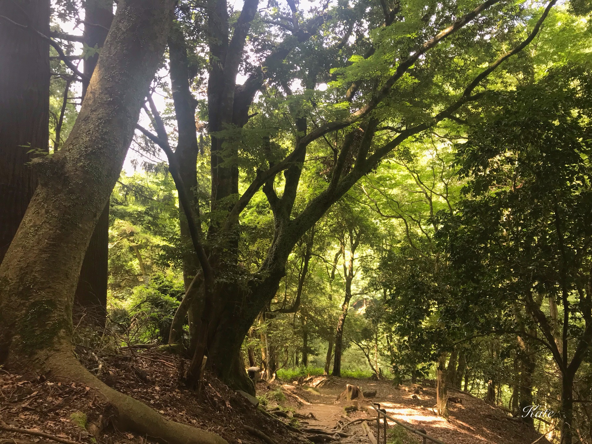 京都自助遊攻略