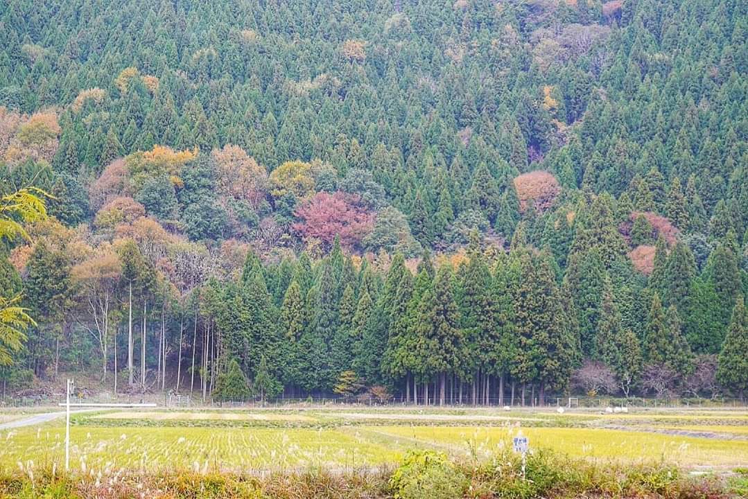 京都自助遊攻略